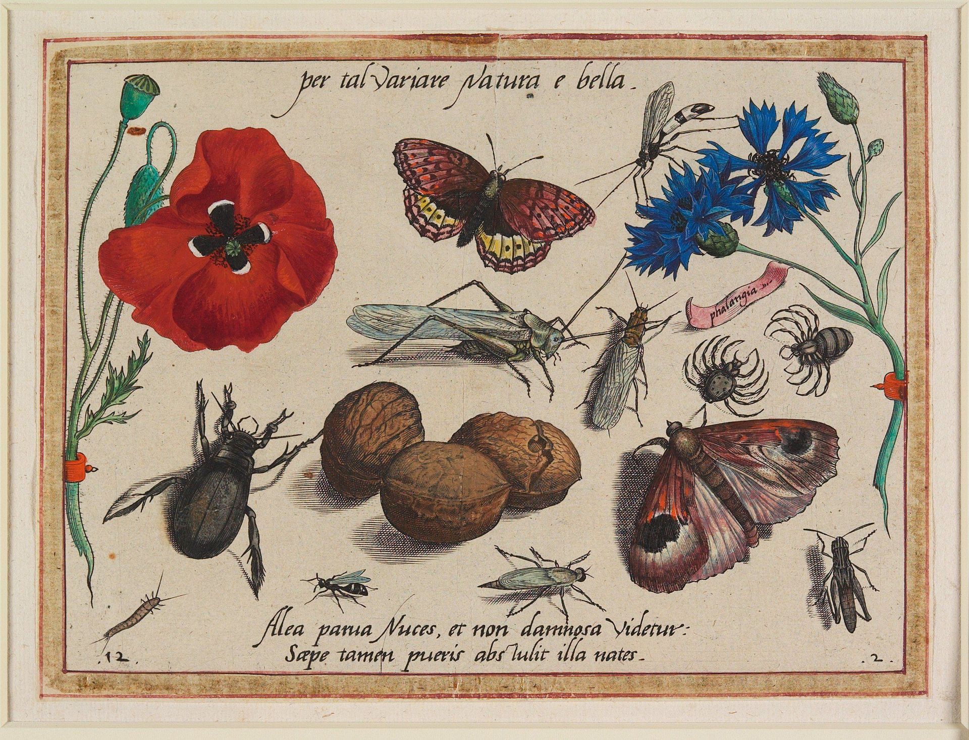 Per tal variare Natura e bella by Jacob Hoefnagel