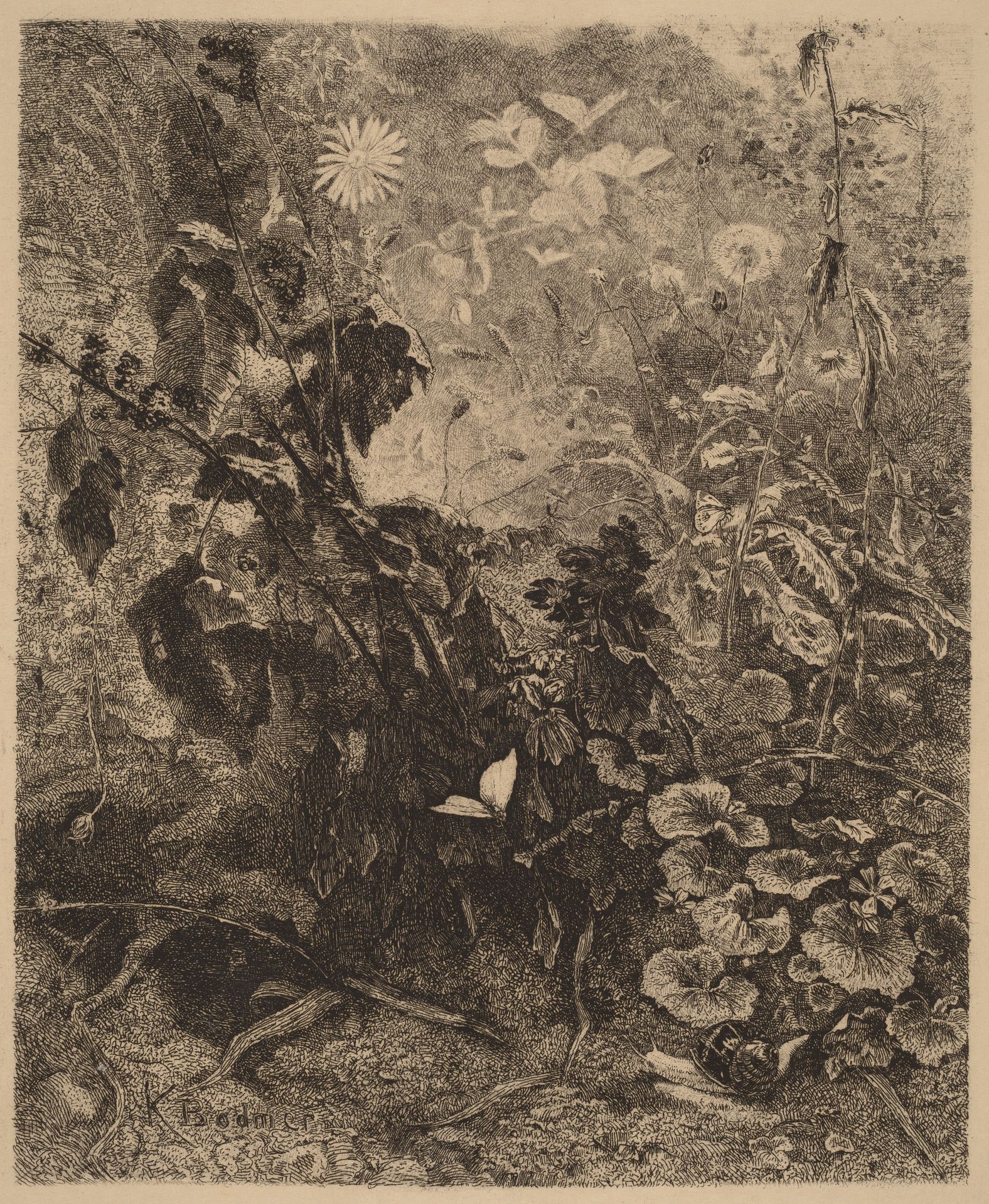 Escargots et papillons by Karl Bodmer