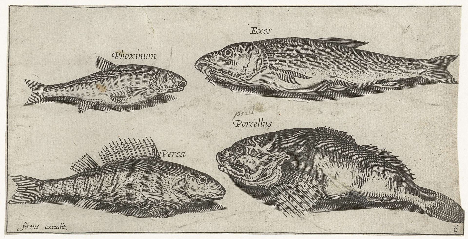 Karper, elrits, meerval en een baars by Pierre Firens