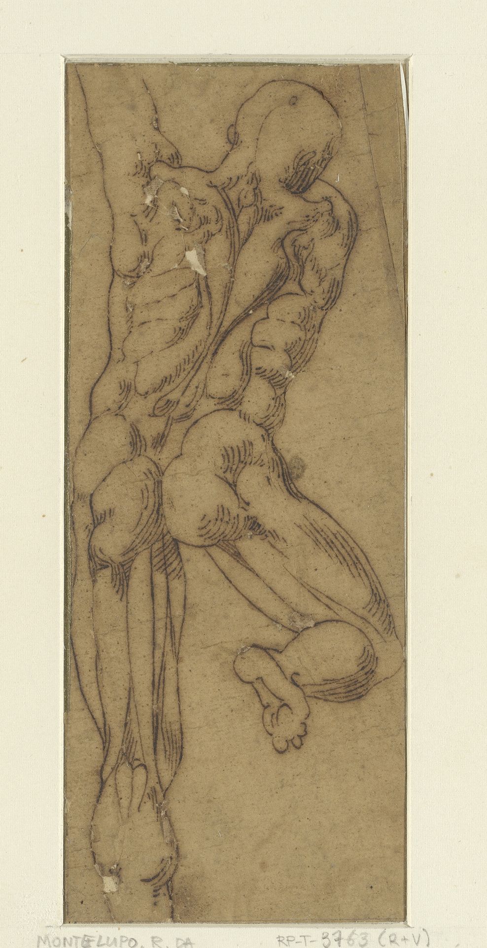 Spierstudie van mannelijk rugfiguur by Raffaele da Montelupo