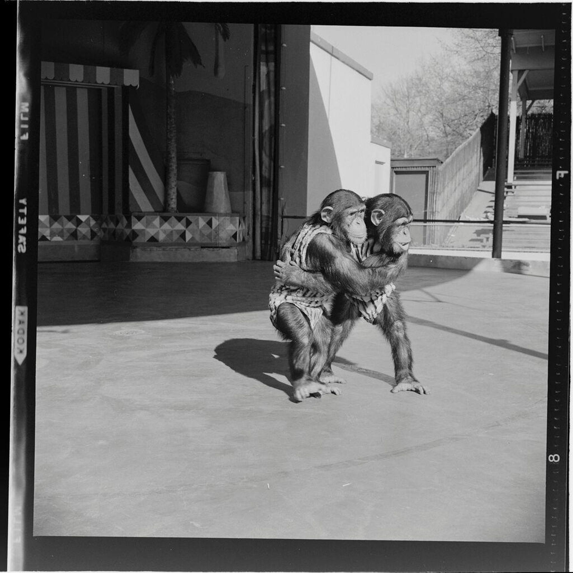 Untitled (two chimps hugging) by Jack Gould