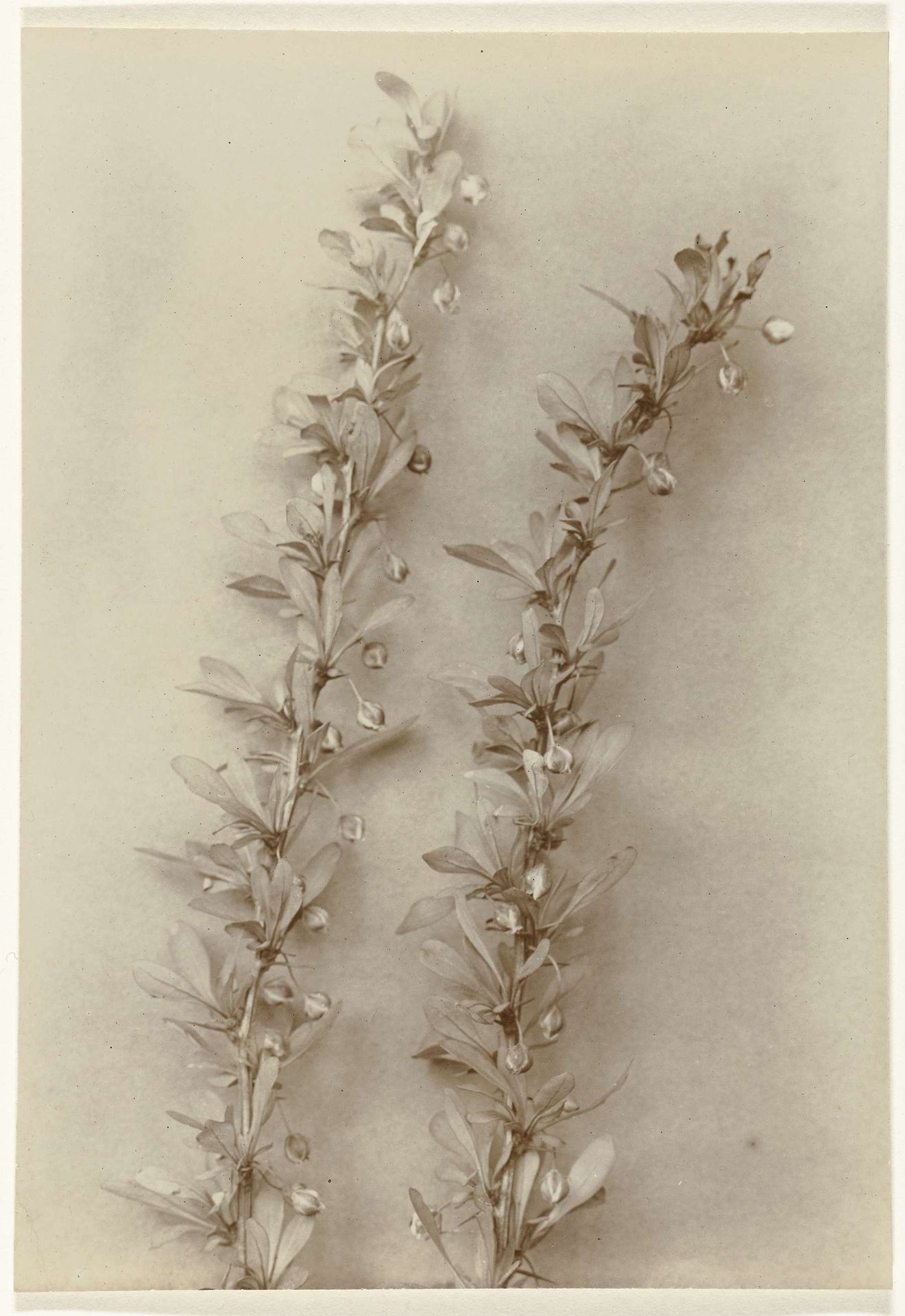 Takken van een zuurbes by Richard Tepe
