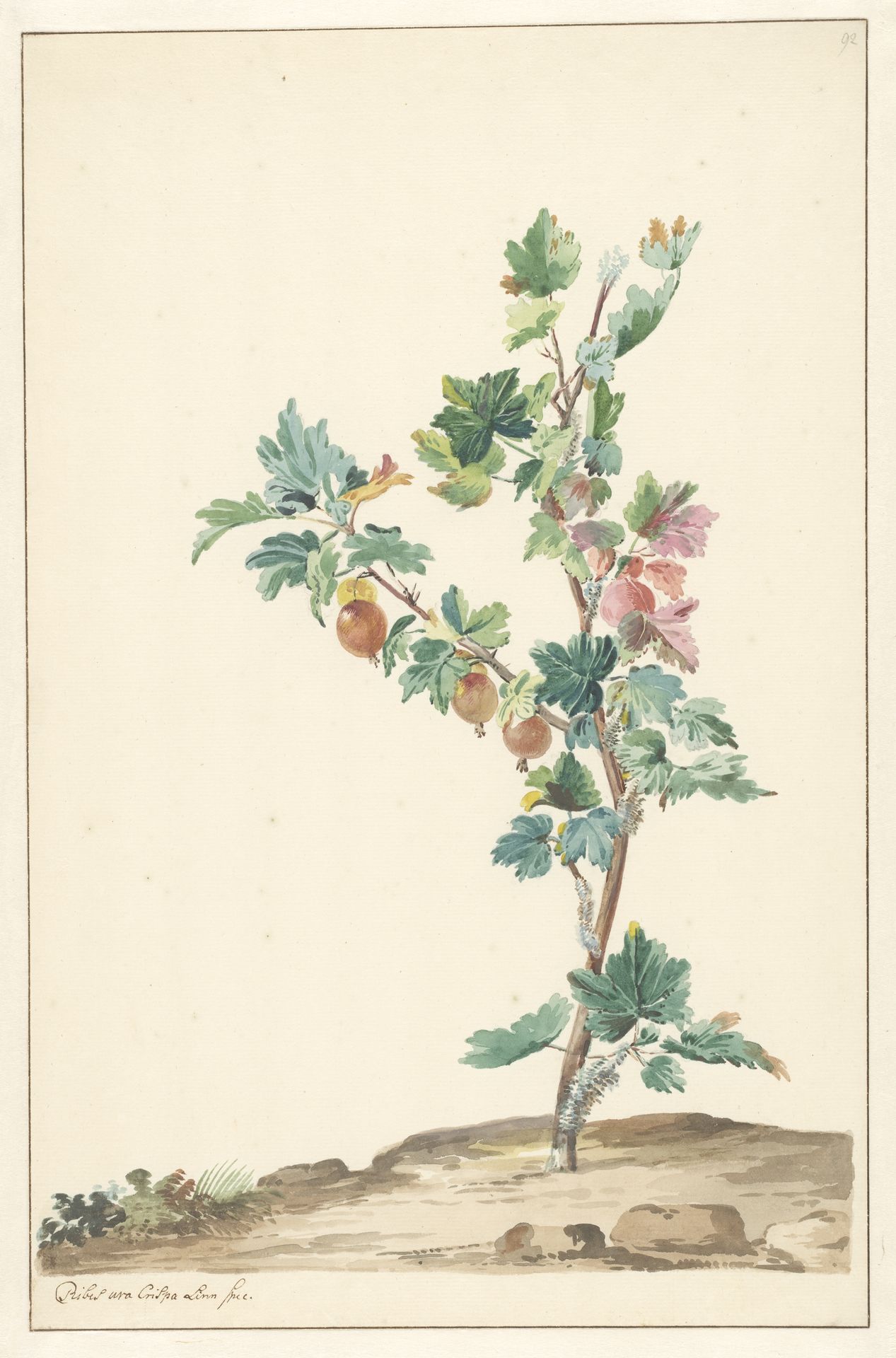 Een kruisbes in een landschap by Willem van Leen