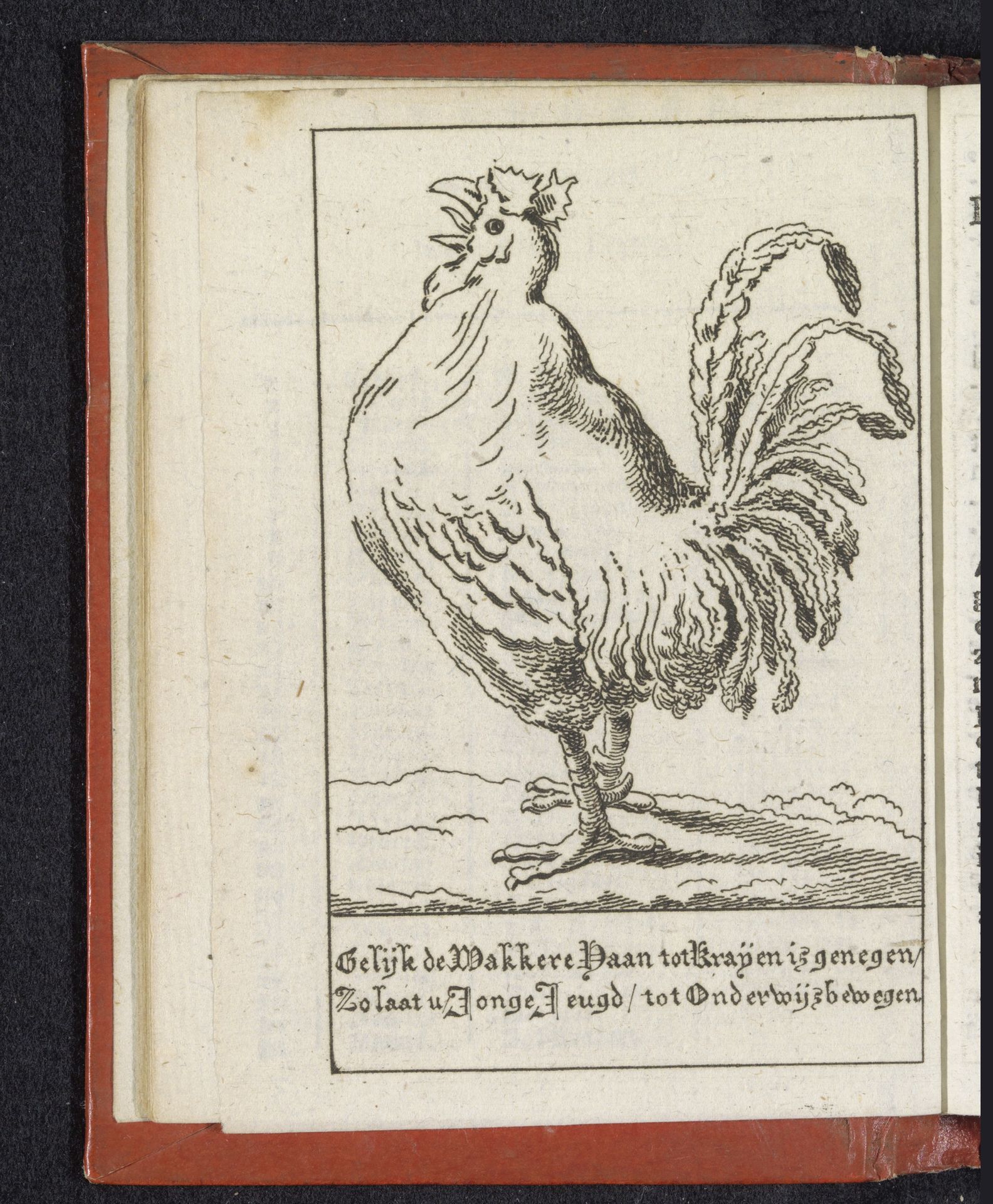 De Wakkere Haan by Pieter van Woensel