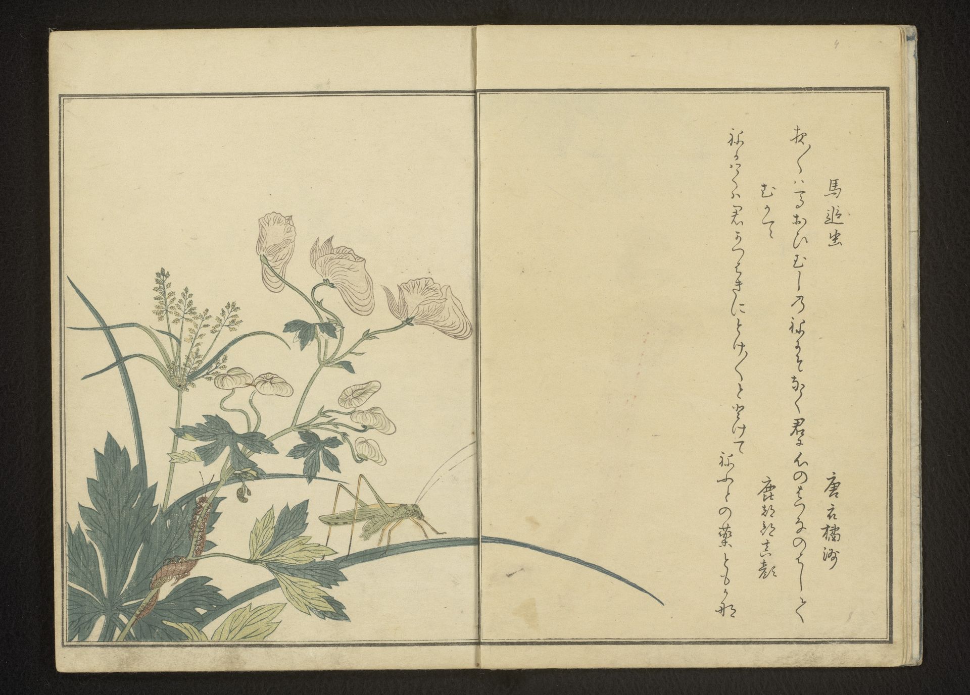 Grasshopper and centipede on aconite plant by Kitagawa Utamaro