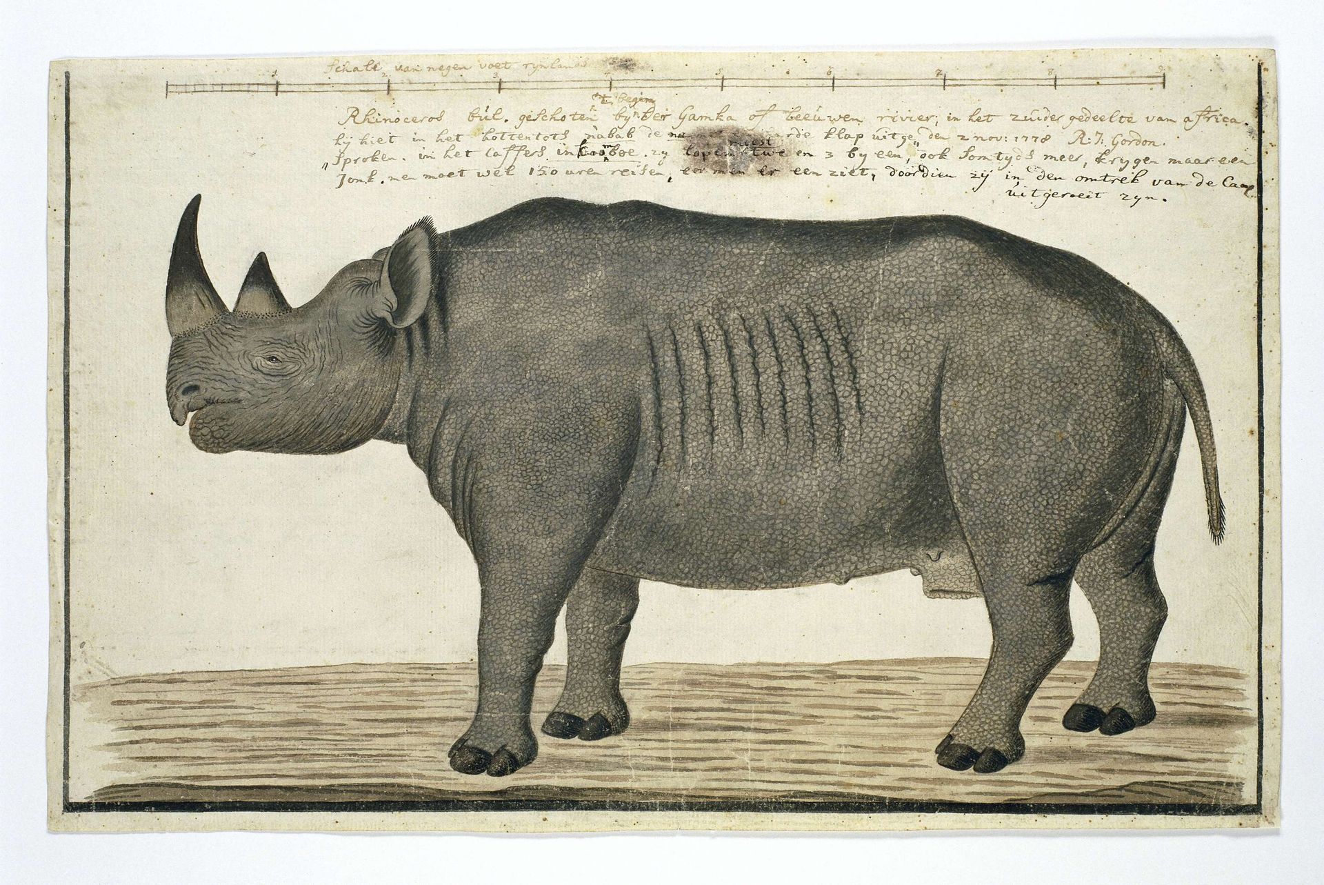 recto Diceros bicornis bicornis (Black rhinoceros; male) by Robert Jacob Gordon