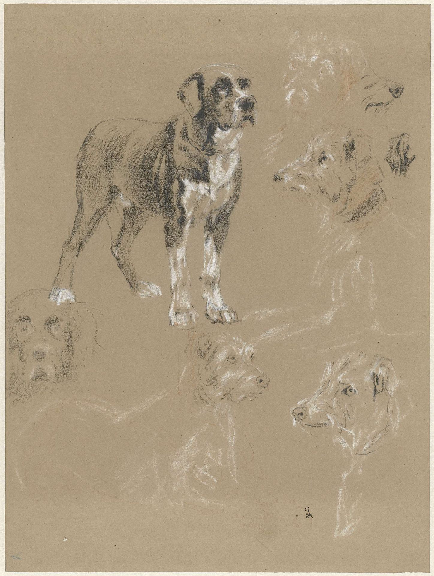 Studies van een hond by Guillaume Anne van der Brugghen