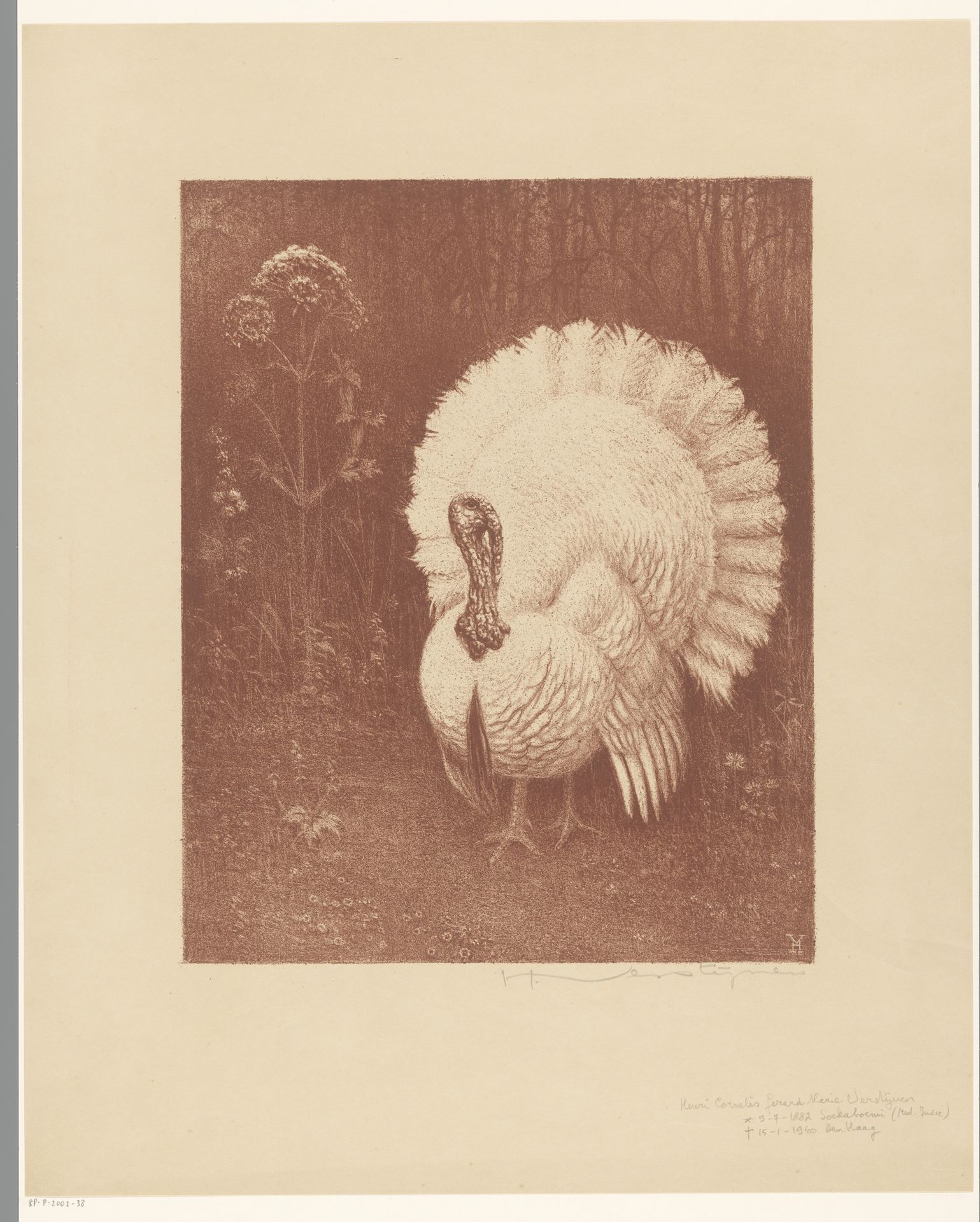 Kalkoen by Henri Verstijnen