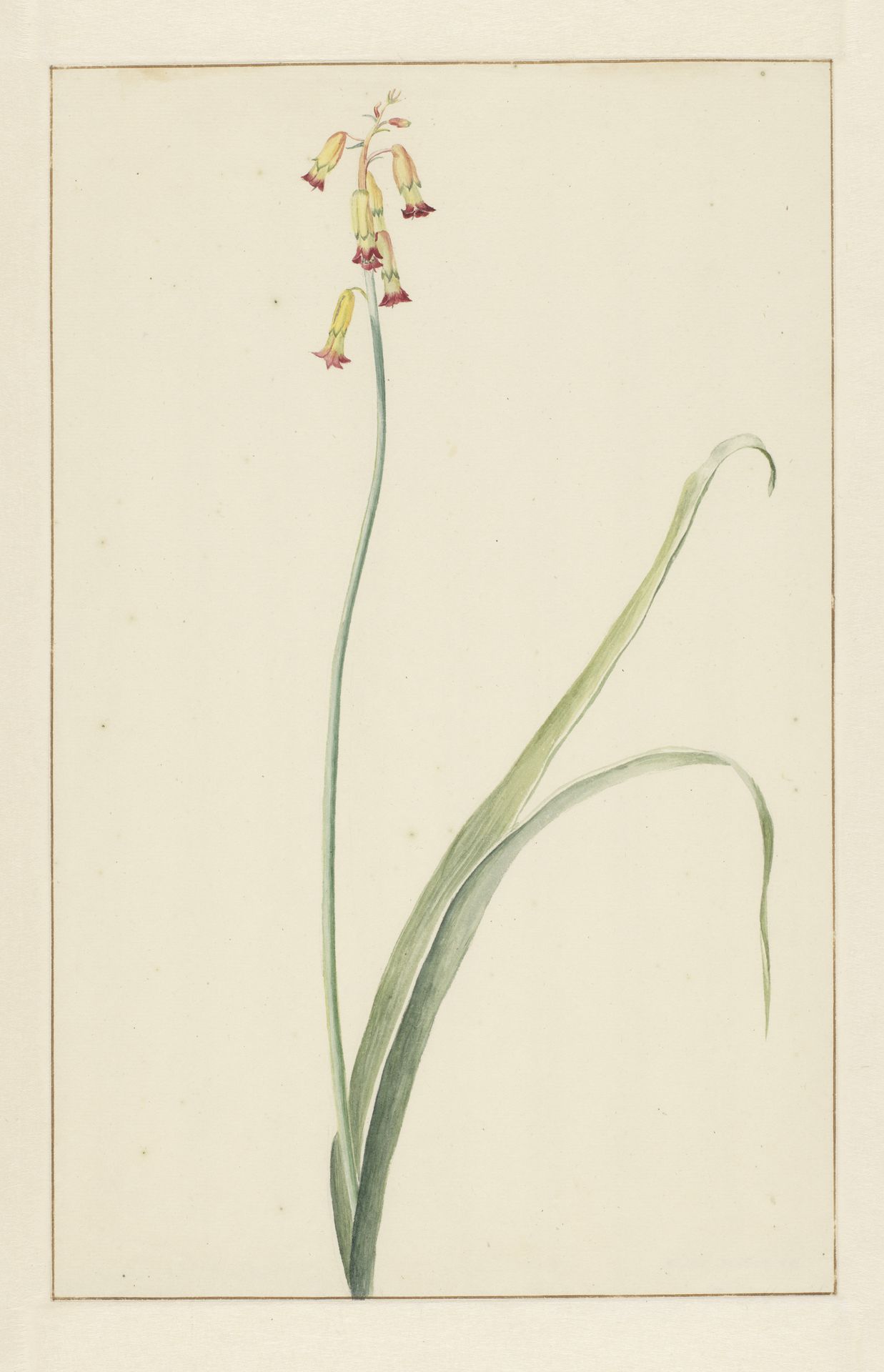 Hyacint by Vincent Jansz. van der Vinne