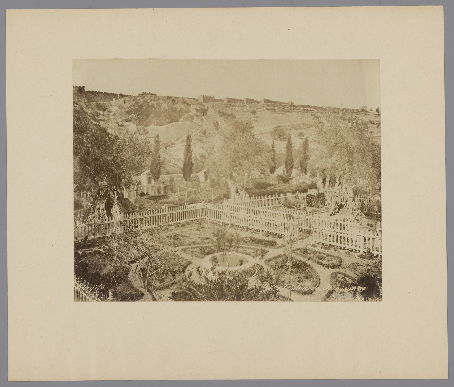 Tuin van Getsemane, Olijfberg bij Jeruzalem, Palestina by Maison Bonfils