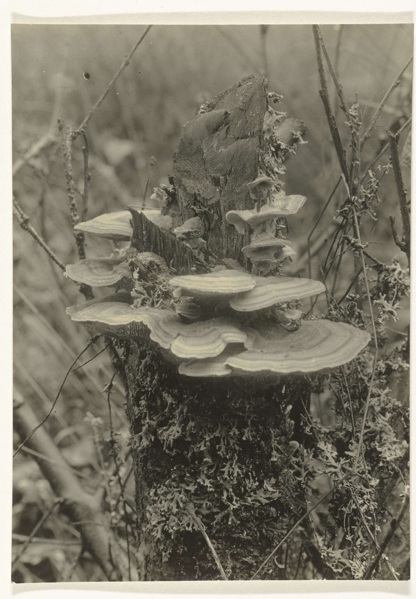 Elfenbankjes by Richard Tepe
