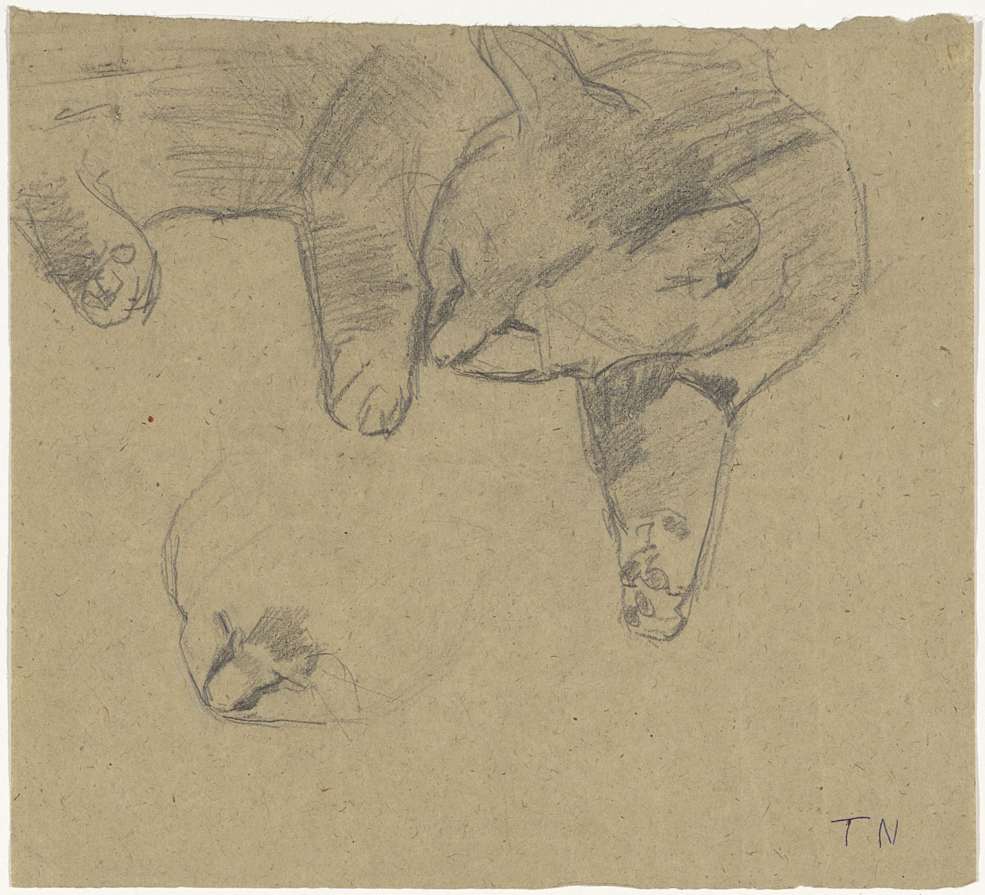 Studies van een liggende kat by Theo Nieuwenhuis