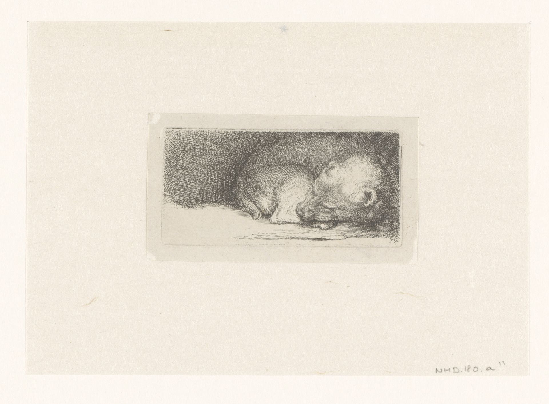 Sleaping puppy by Jacob Folkema