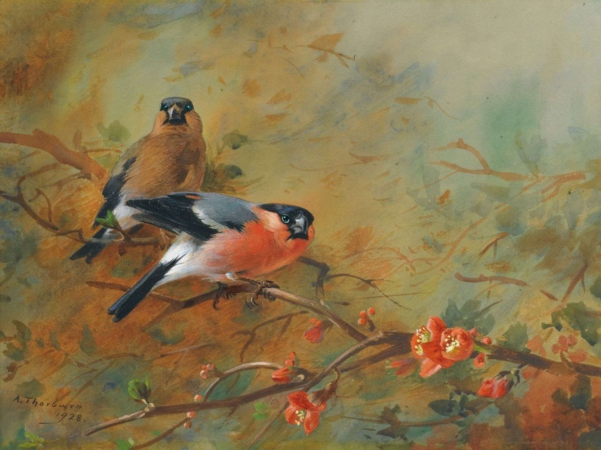 Bullfinches And Pyrus Japonica by Archibald Thorburn
