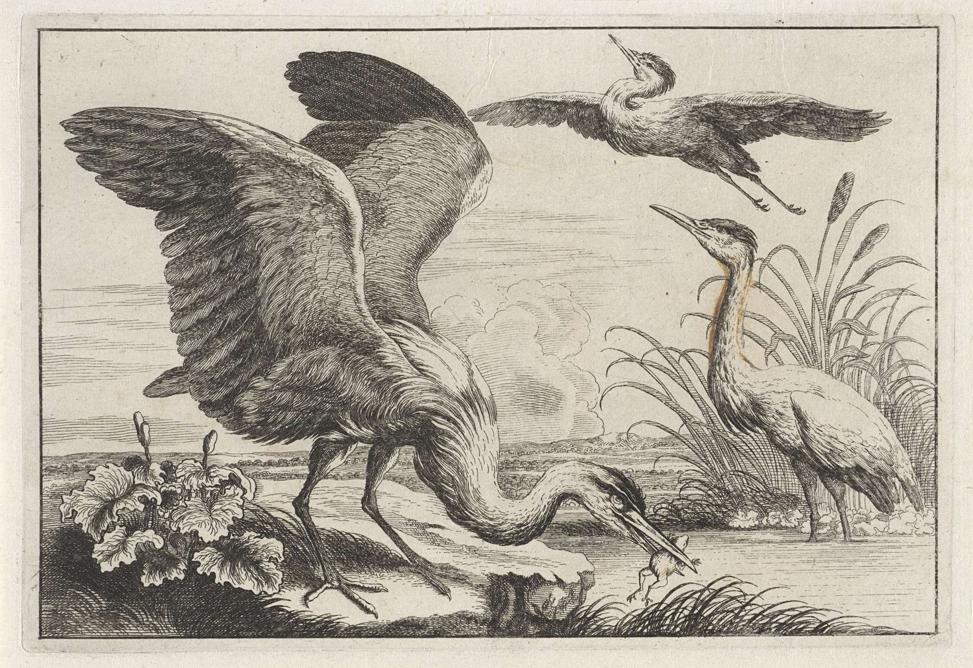 Drie reigers by Anonymous