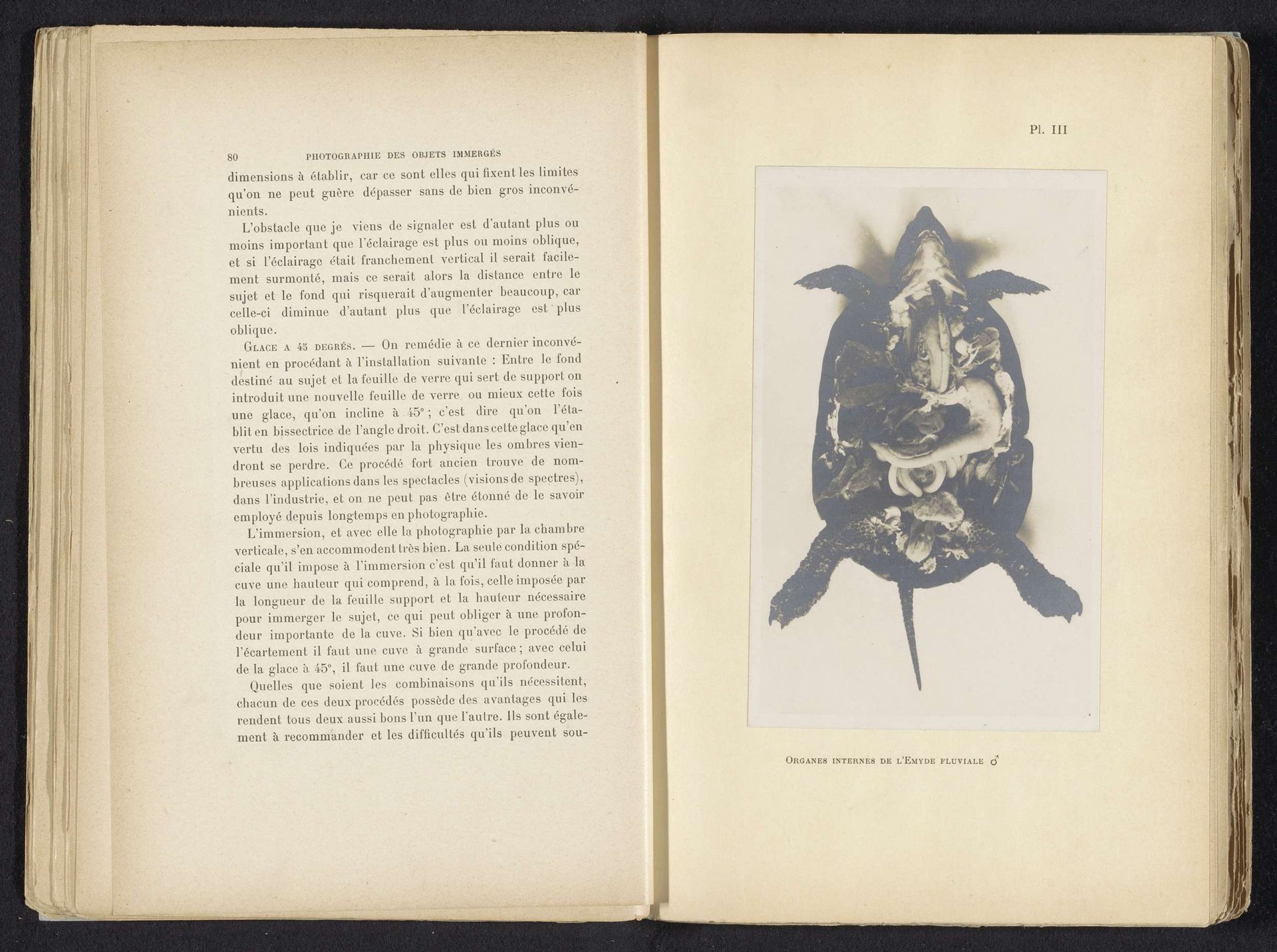 Opengesneden schildpad met de organen zichtbaar by Adolphe Louis Donnadieu