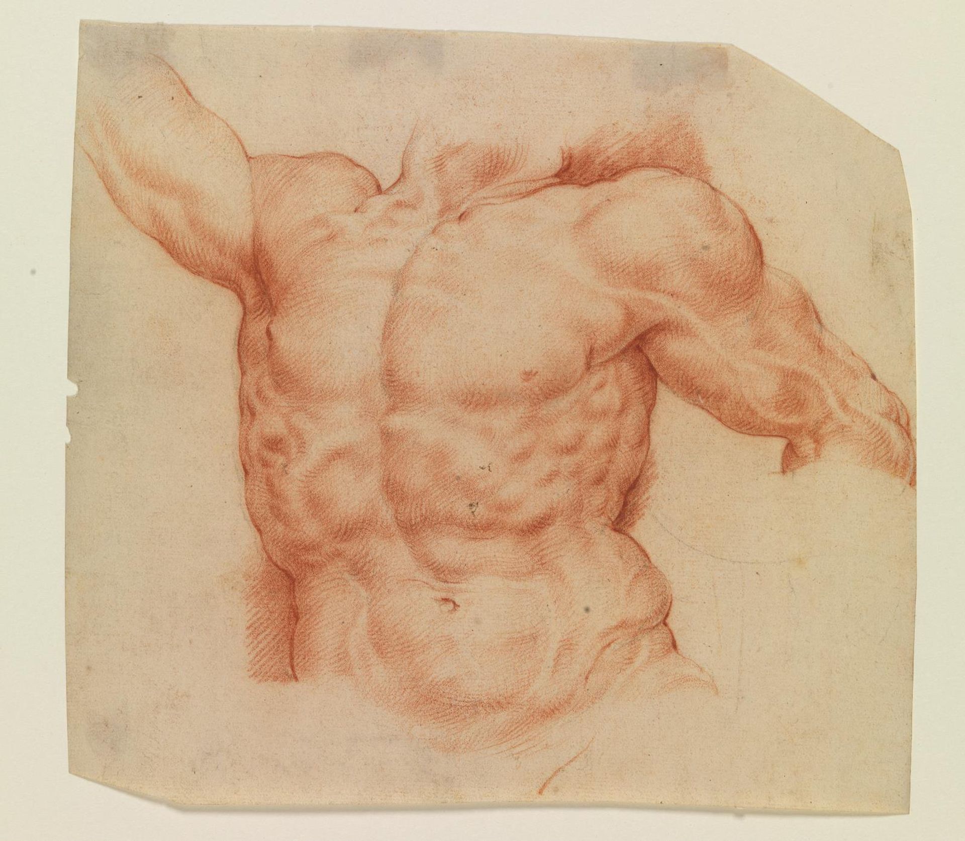 Front view of Laocoon’s torso by Willem Panneels