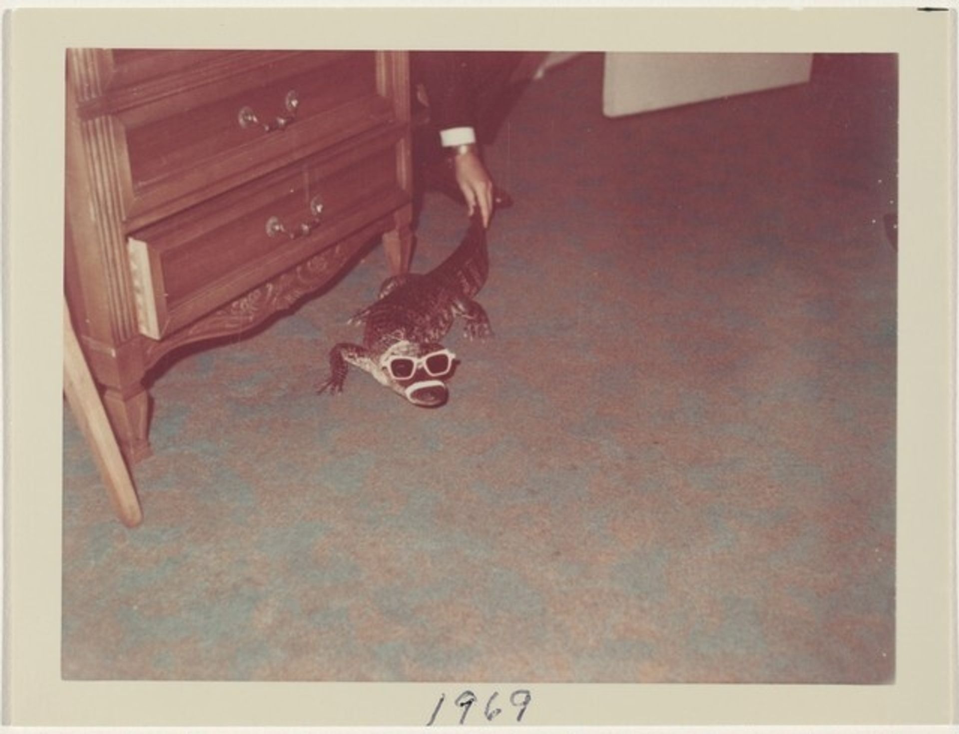 Untitled (Alligator wearing sunglasses) by Anonymous
