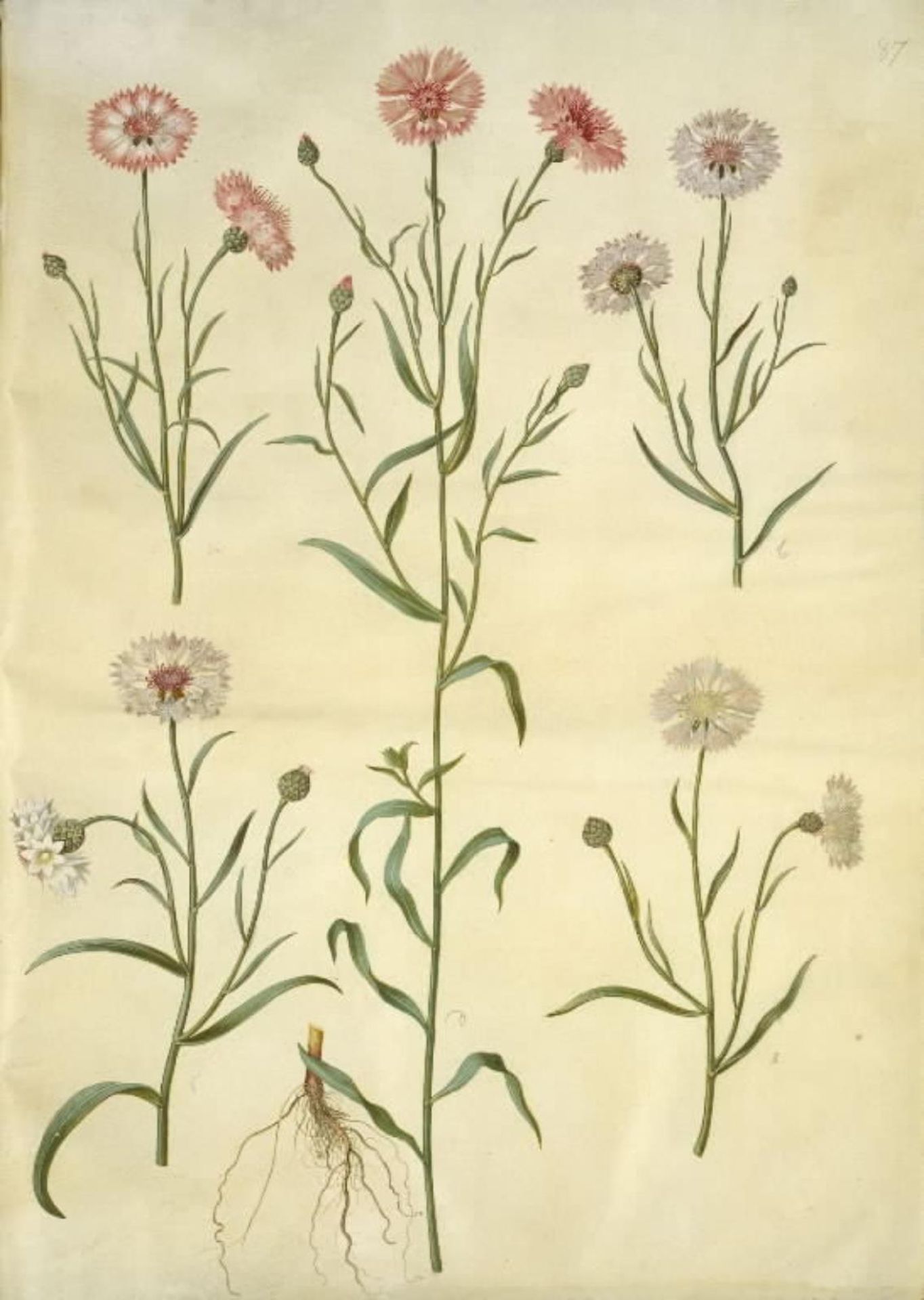 Centaurea cyanus (kornblomst) by Hans Simon Holtzbecker