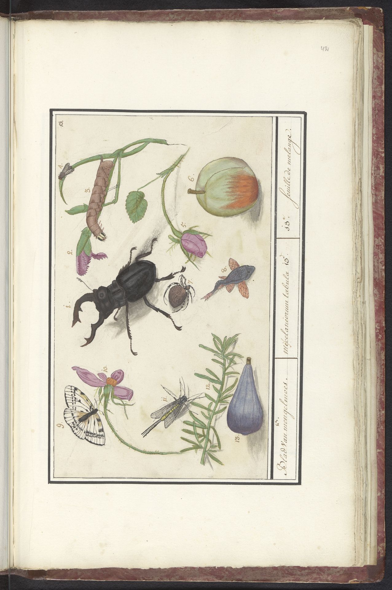 Natuurhistorische ensemble (nr. 13) by Elias Verhulst