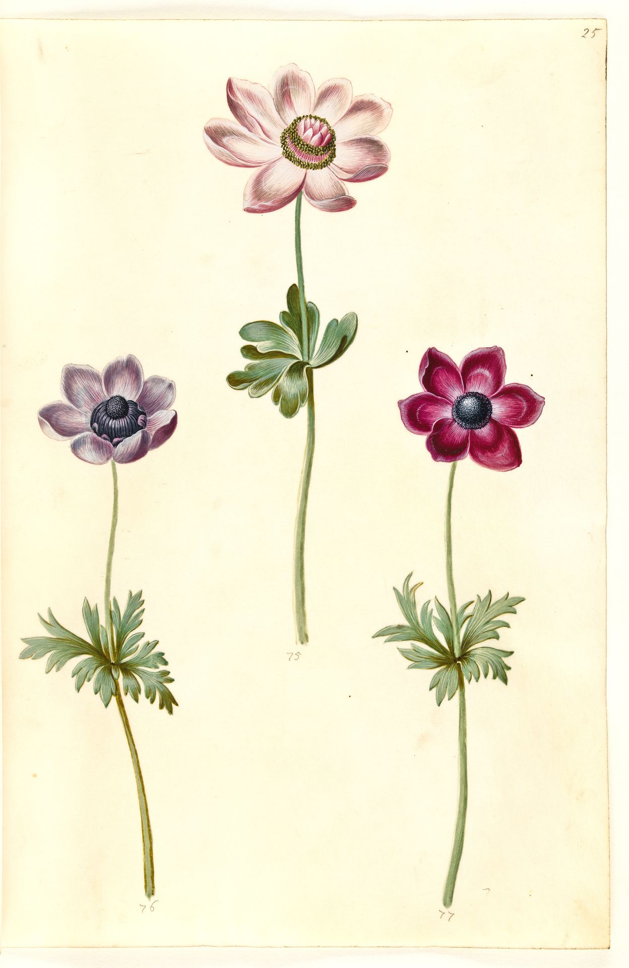 Anemone coronaria (fransk anemone) by Hans Simon Holtzbecker