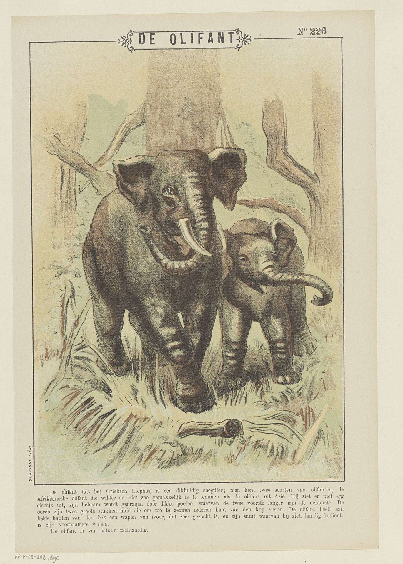De olifant by Gordinne
