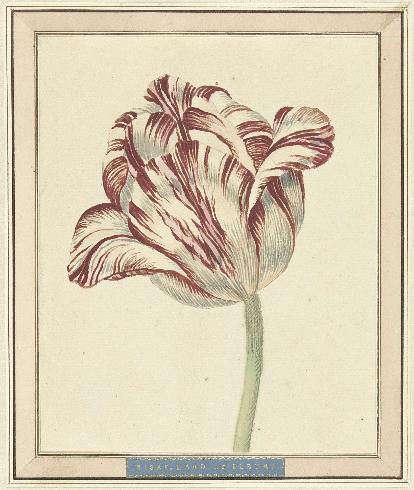 Tulp, met de naam Bisar, Kardinaal de Fleuri by Daniël (II) Marot
