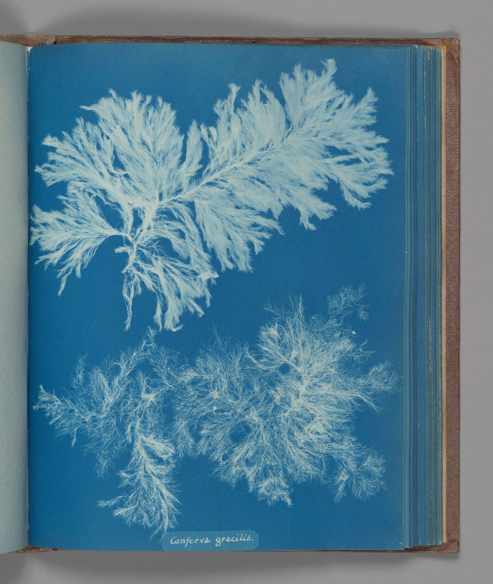 Conferva gracilis by Anna Atkins
