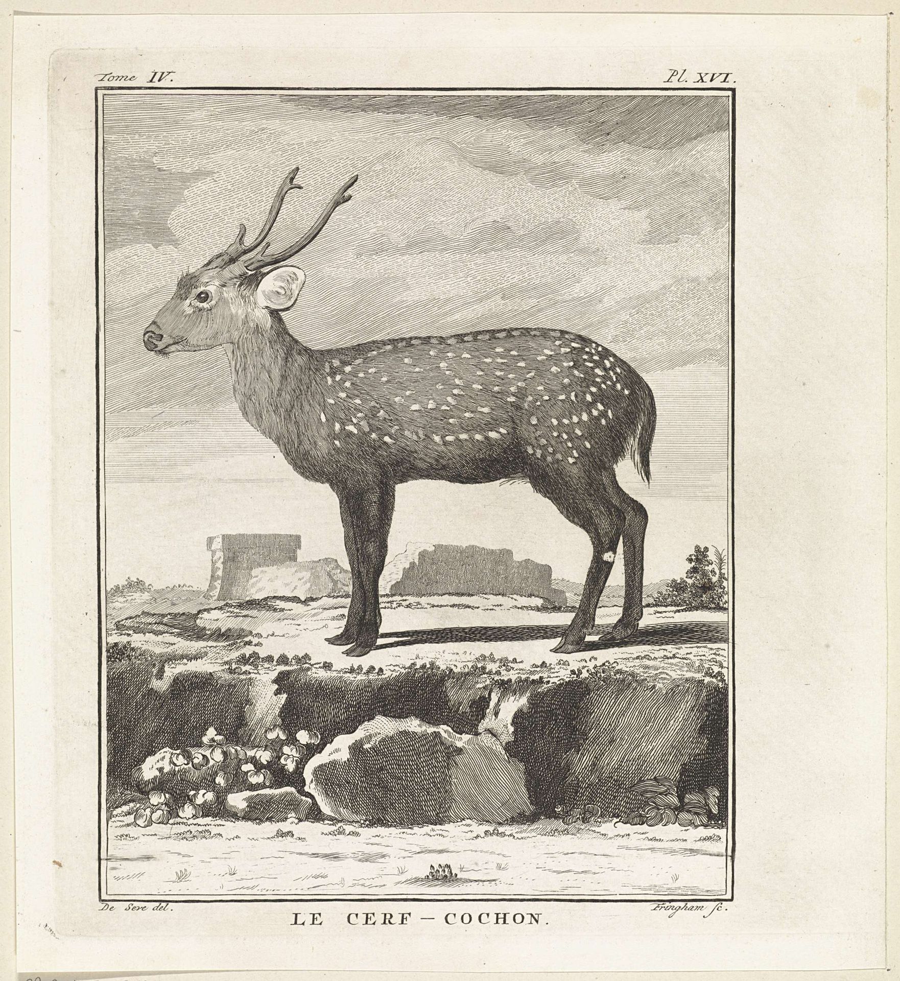 Hert by W. Tringham