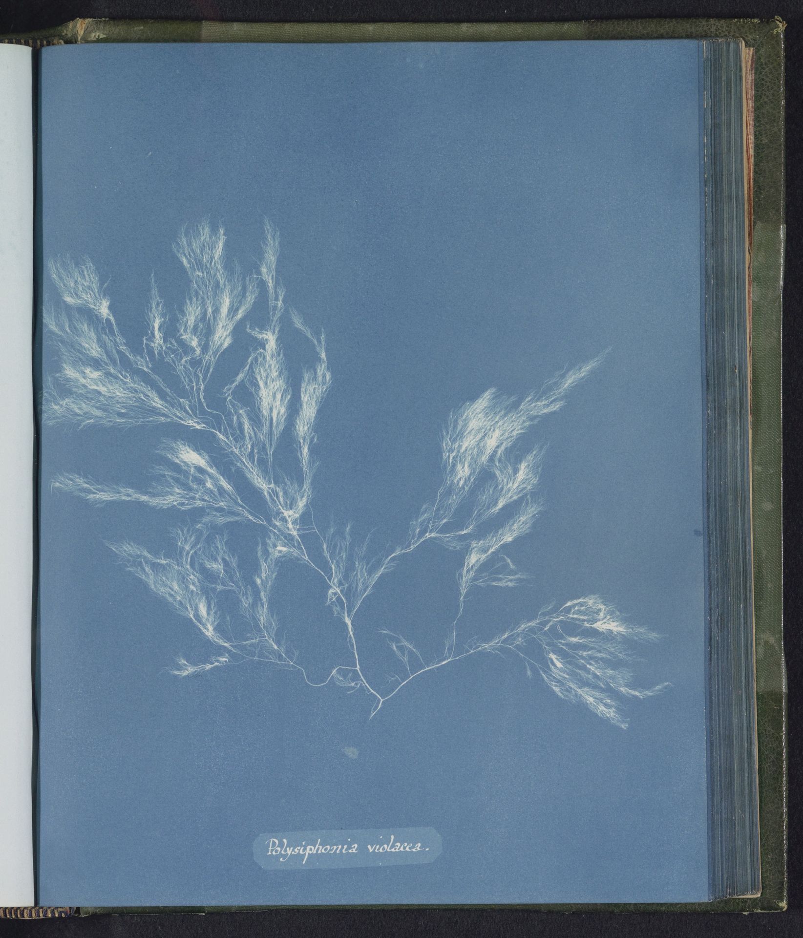 Polysiphonia violacea by Anna Atkins