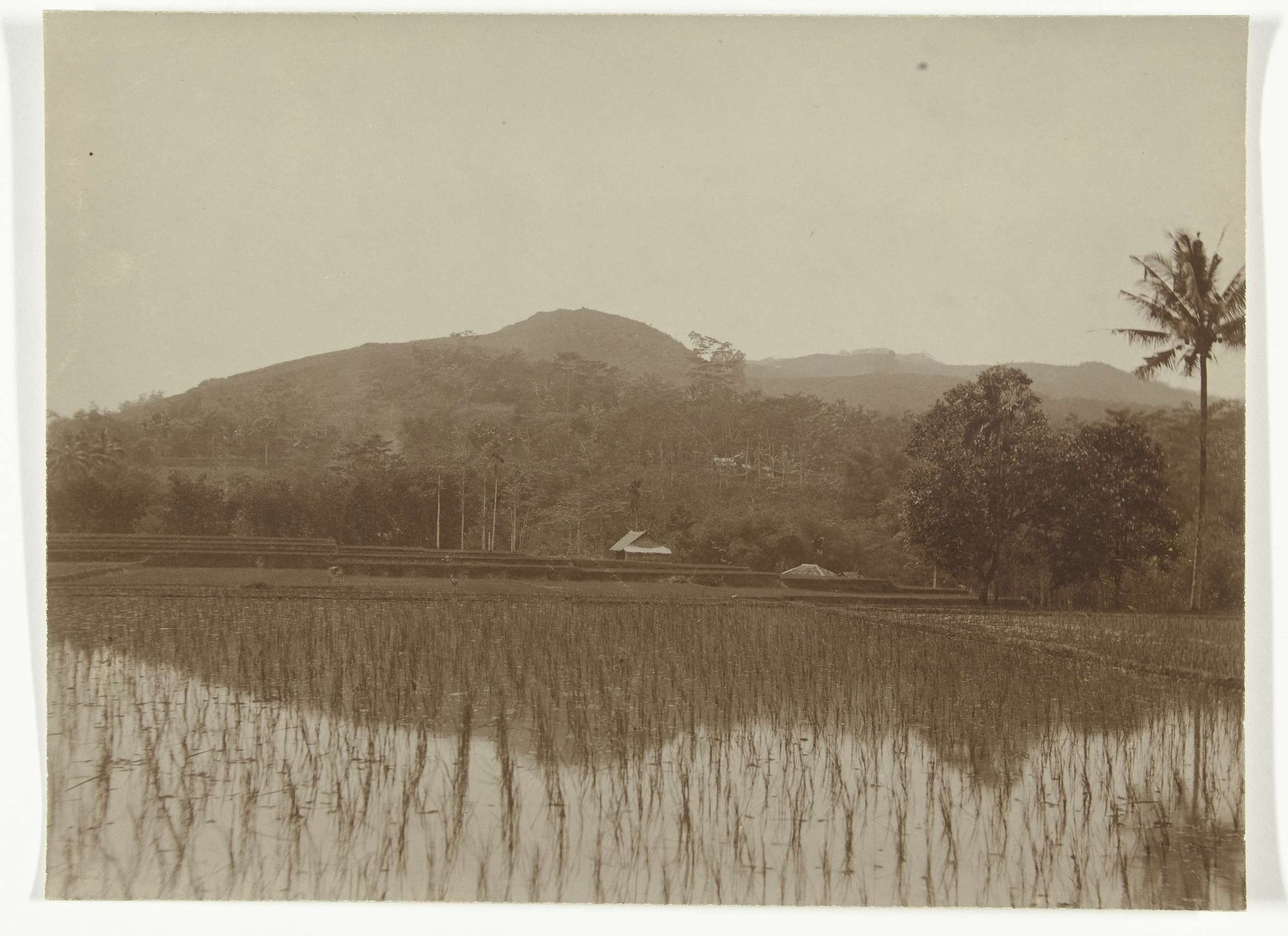 Landschap met sawah, voormalig Nederlands-Indië by Onnes Kurkdjian