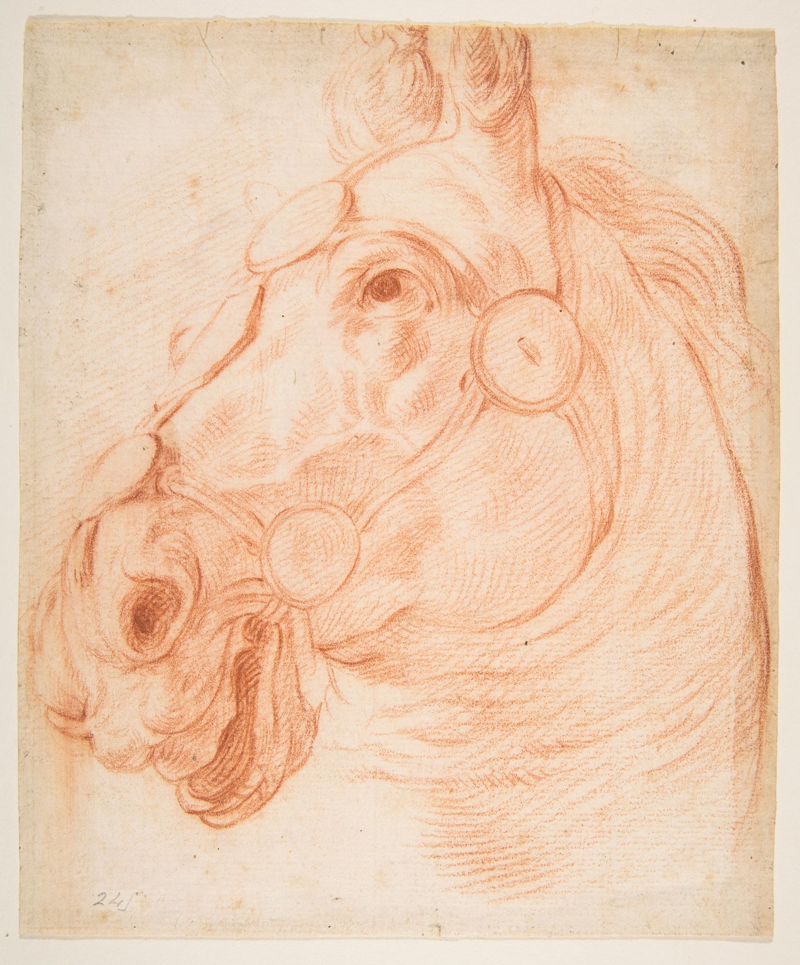 Study for a Horse's Head by Baldassarre Franceschini (il Volterrano)