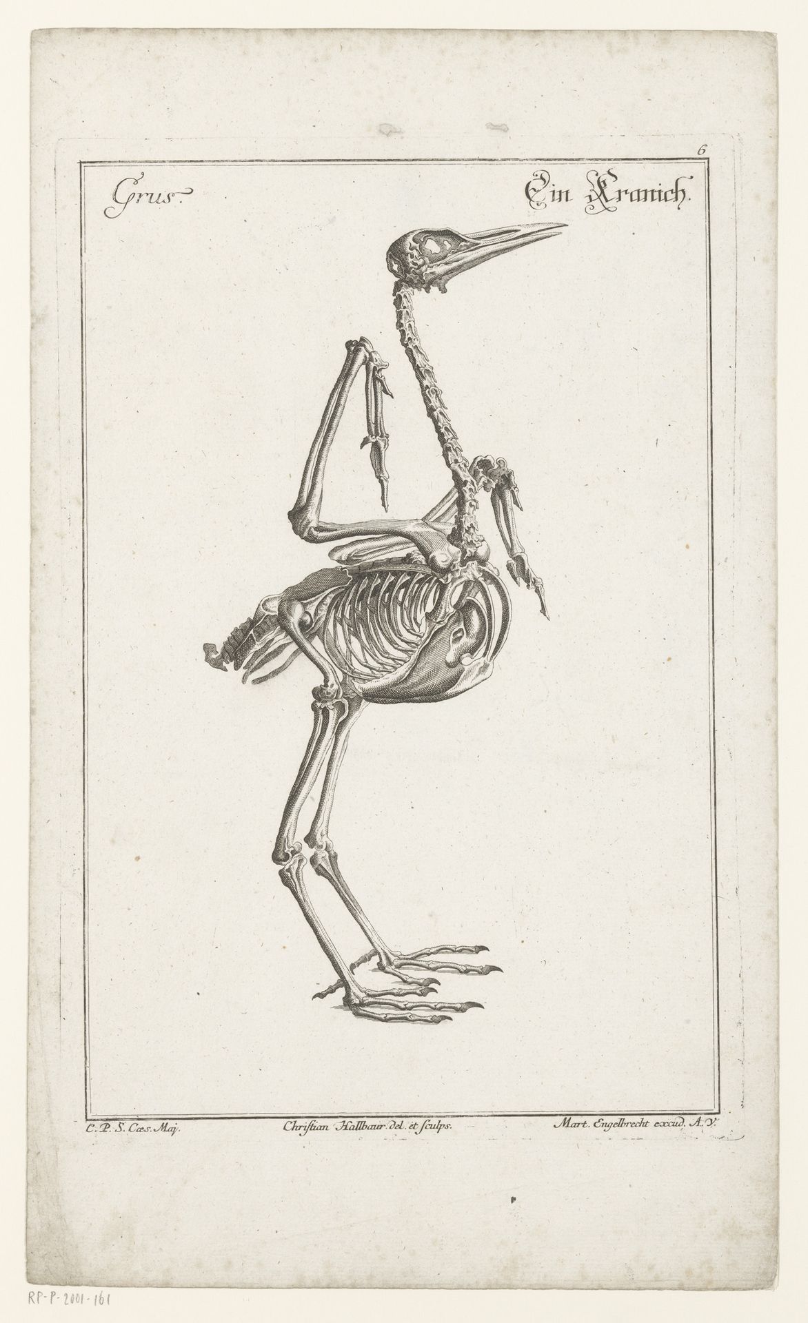 Skelet van een kraanvogel by Christian Hallbaur