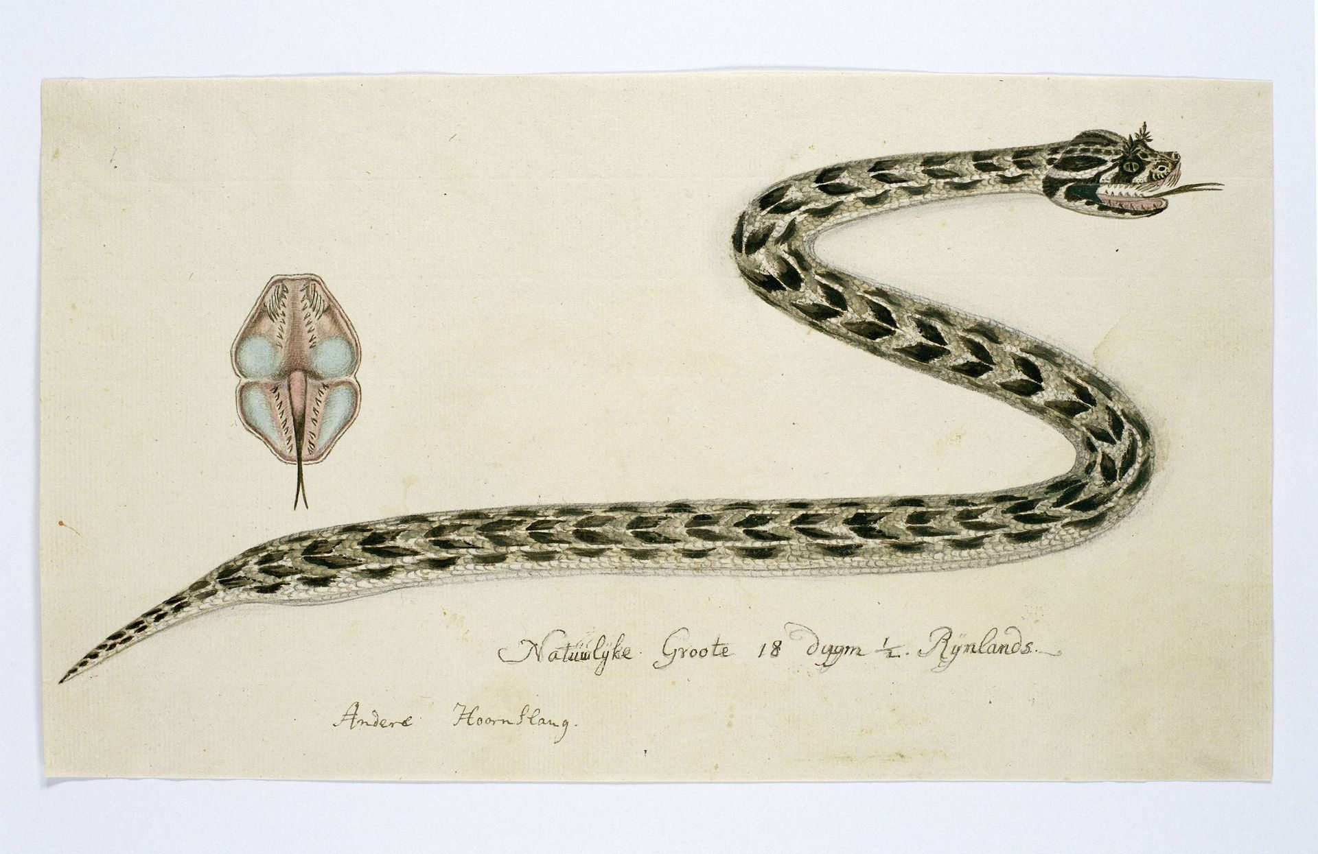 Bitis cornuta (Hornsman adder) by Robert Jacob Gordon