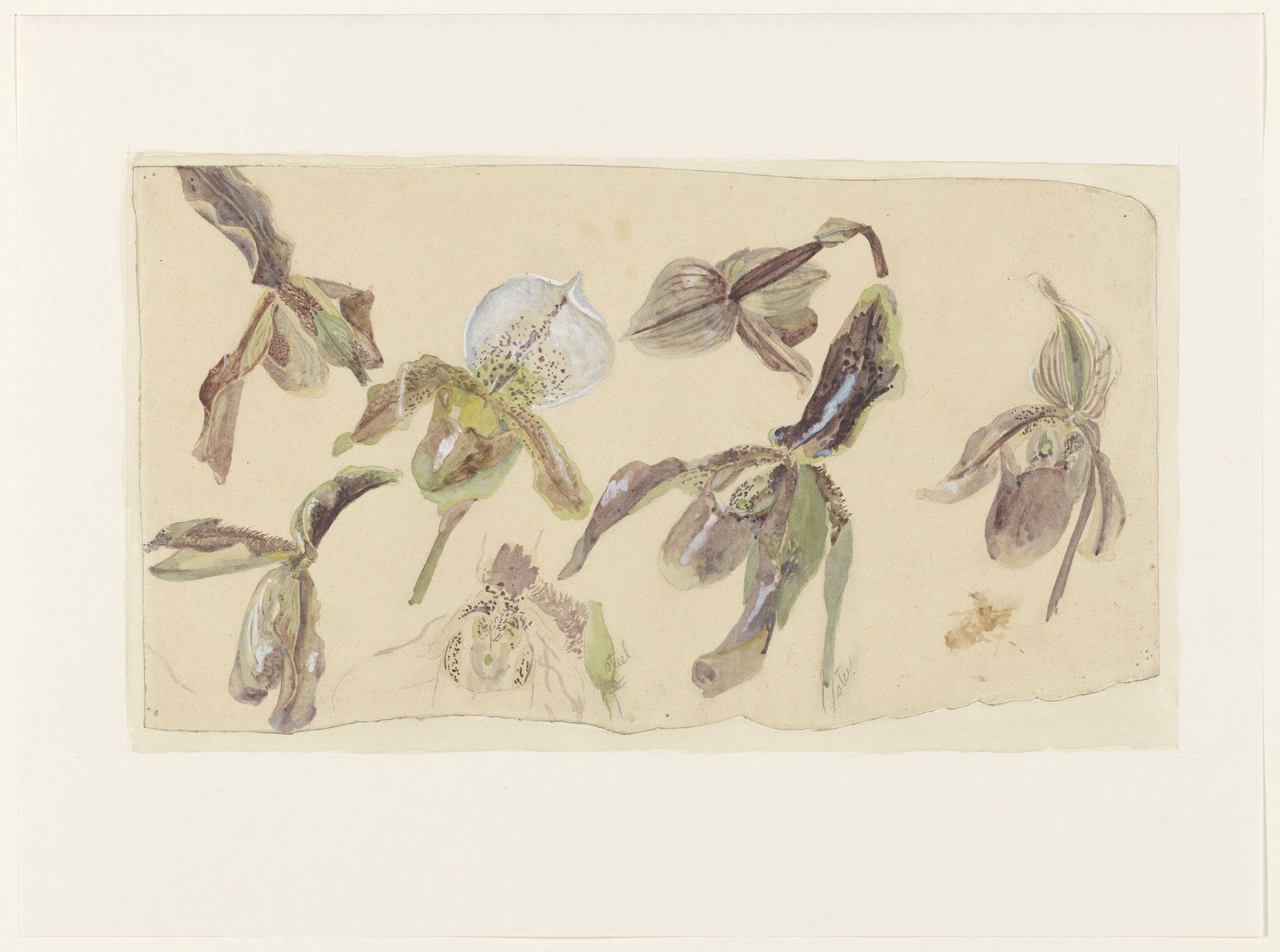 Zeven studies van orchideeën by Willem van Konijnenburg