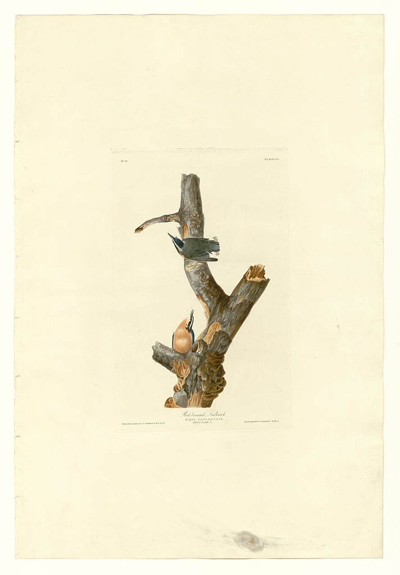 Plate 105 Red-breasted Nuthatch by John James Audubon