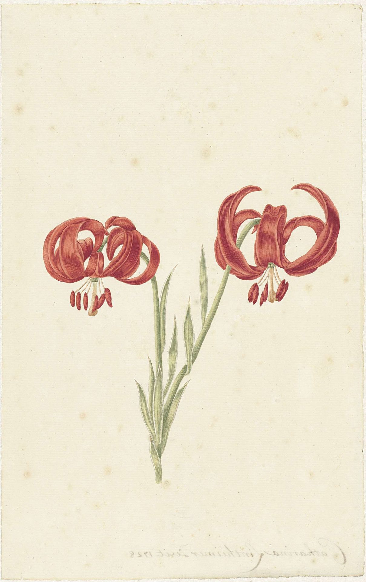 Red Lily by Catharina Lintheimer