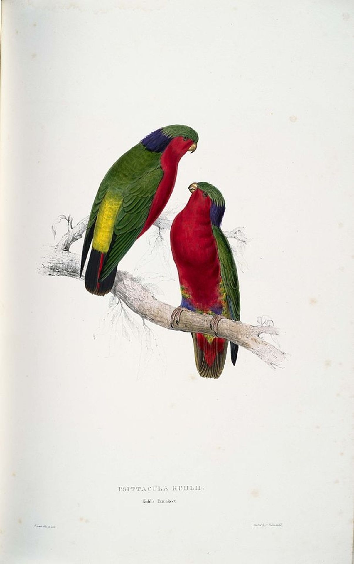 Psittacula kuhlii (Kuhl's Lorikeets) by Edward Lear