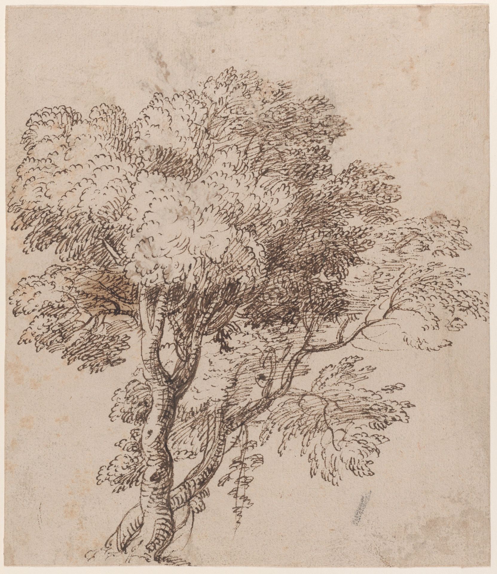 Study of a Group of Trees by Nicolas Poussin