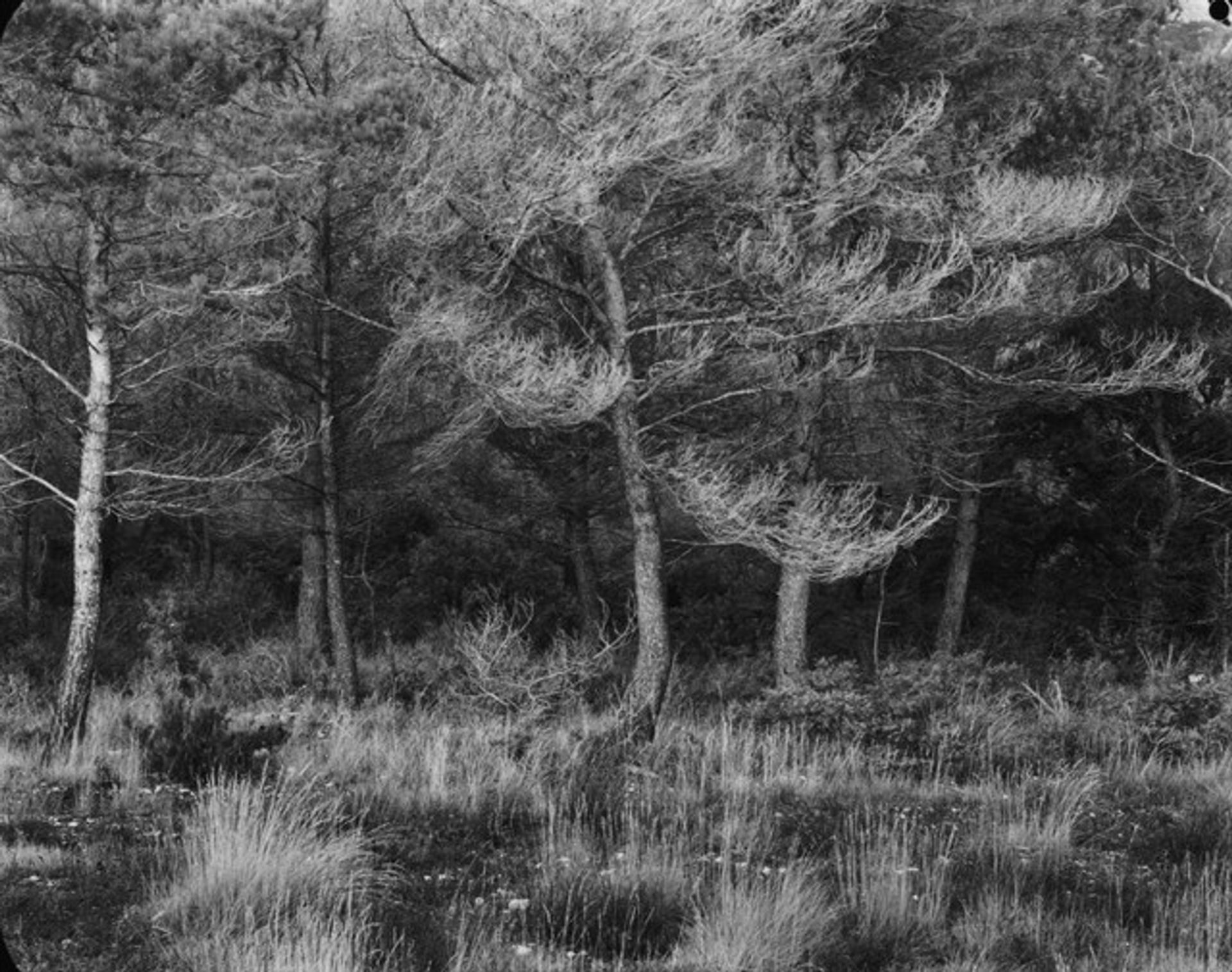 Aix-en-Provence by Harry Callahan