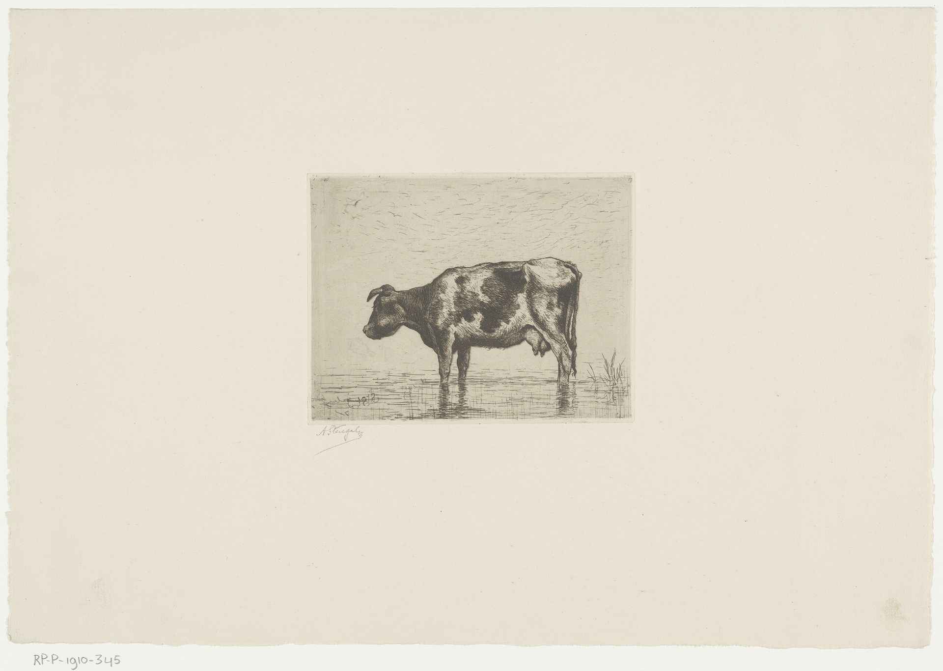 Koe in een plas by Alphonse Stengelin