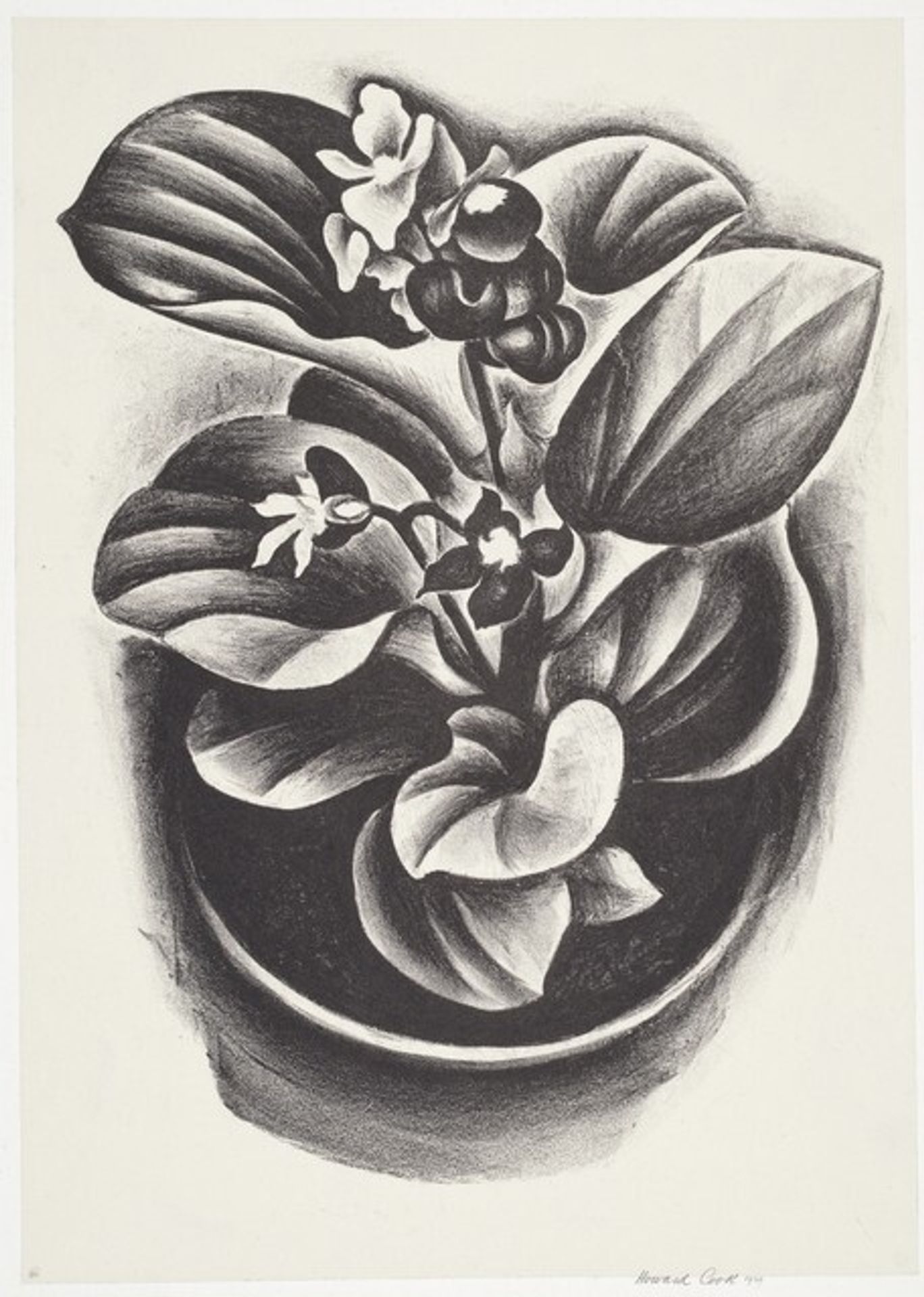 Begonia by Howard Cook