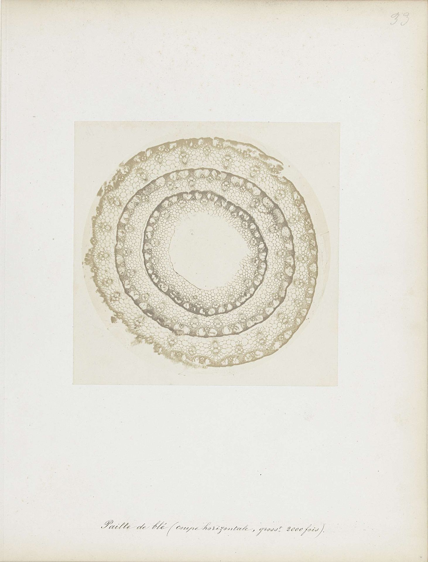 Dwarsdoorsnede van drie stengels korenstro, microscopisch 2000 maal vergroot by Auguste Adolphe Bertsch