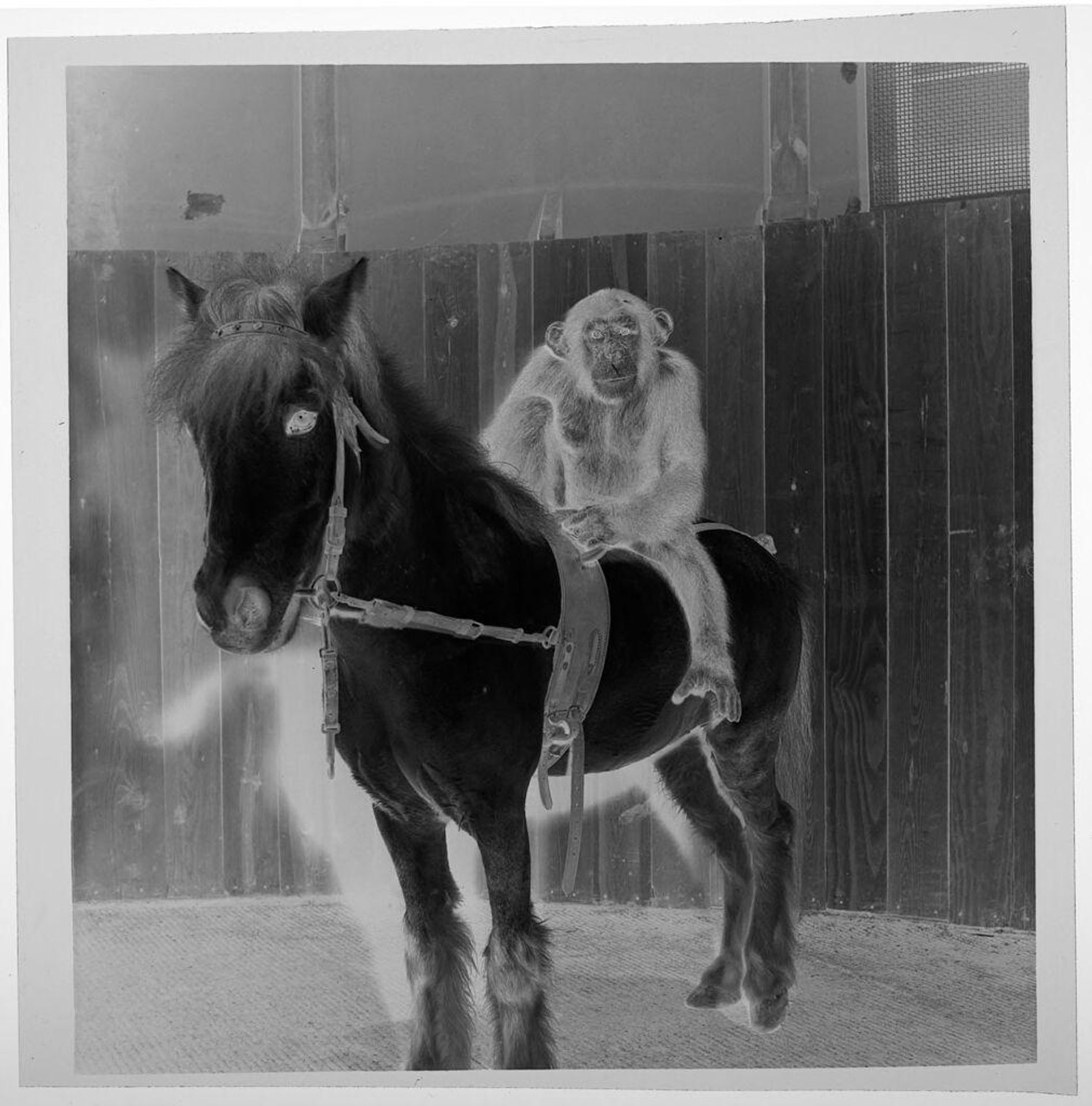Untitled (chimp sitting on pony) by Jack Gould