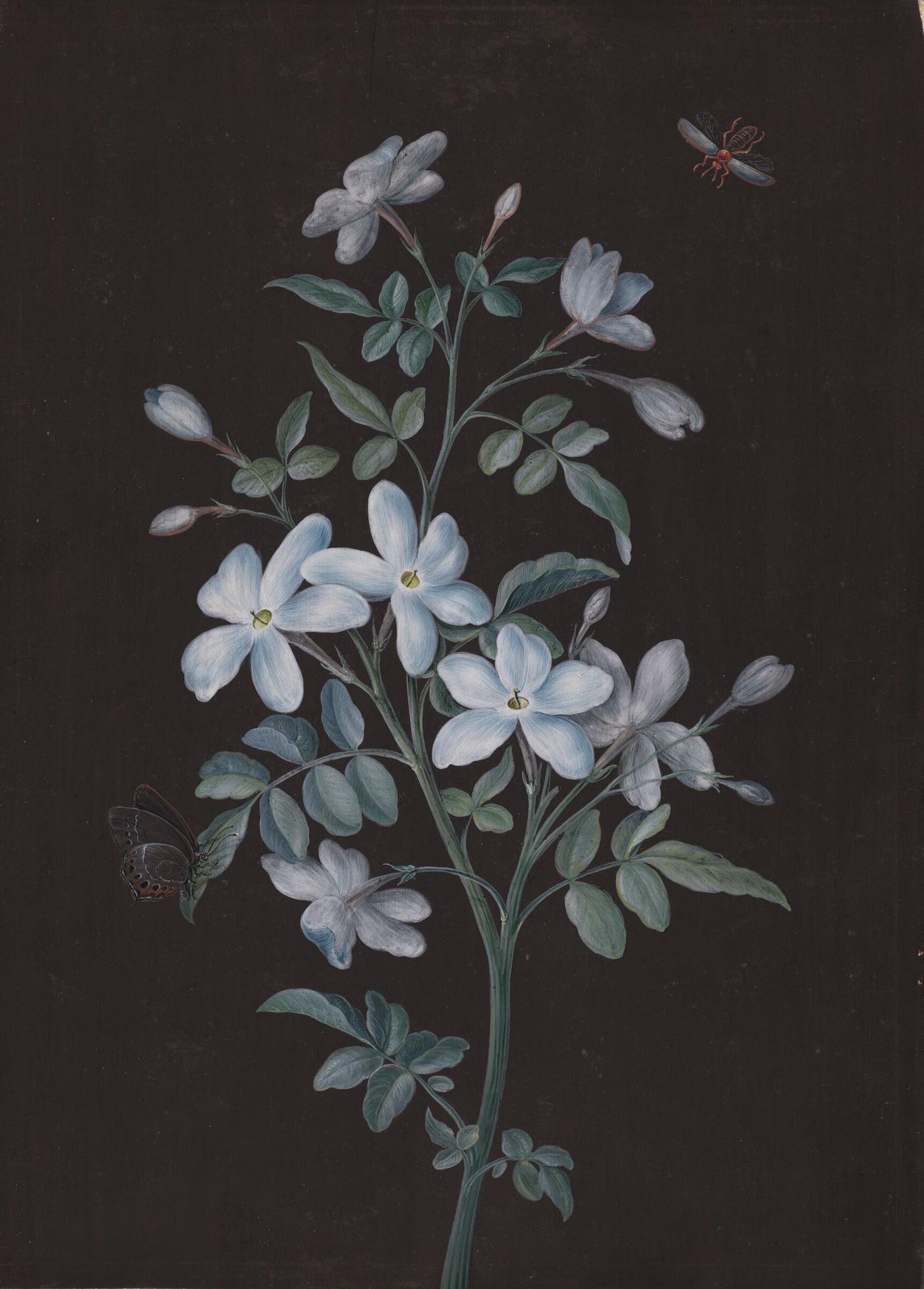 A Sprig of Flowers with Two Insects by Possibly by Barbara Regina Dietzsch