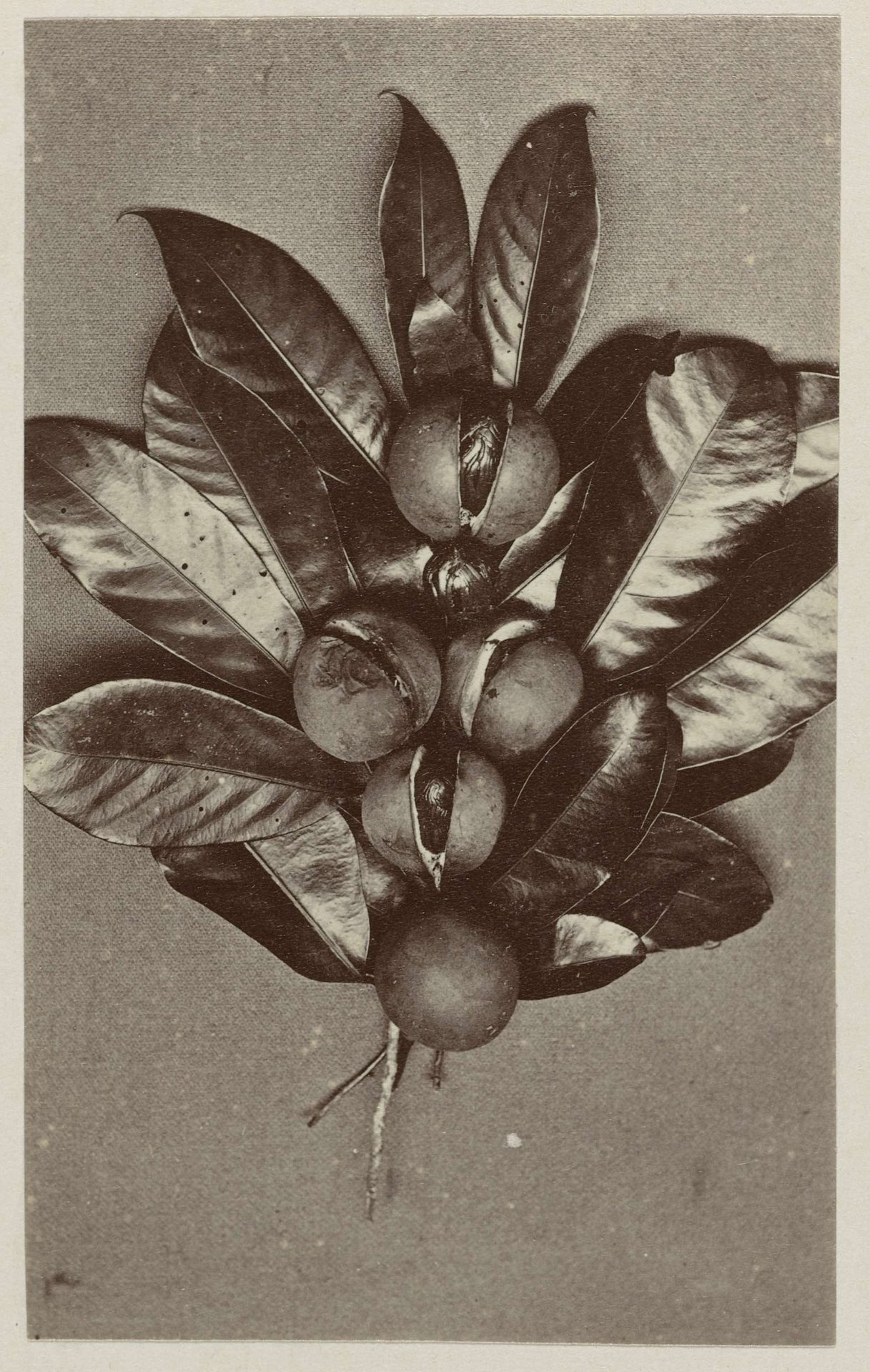 Nootmuskaat by Woodbury & Page