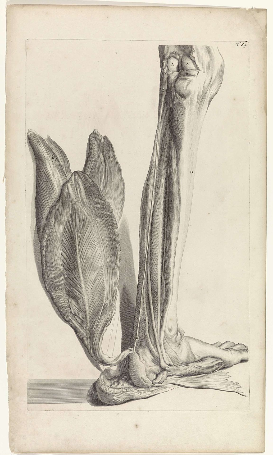 Anatomische studie van de achterkant van de linkervoet by Pieter van Gunst