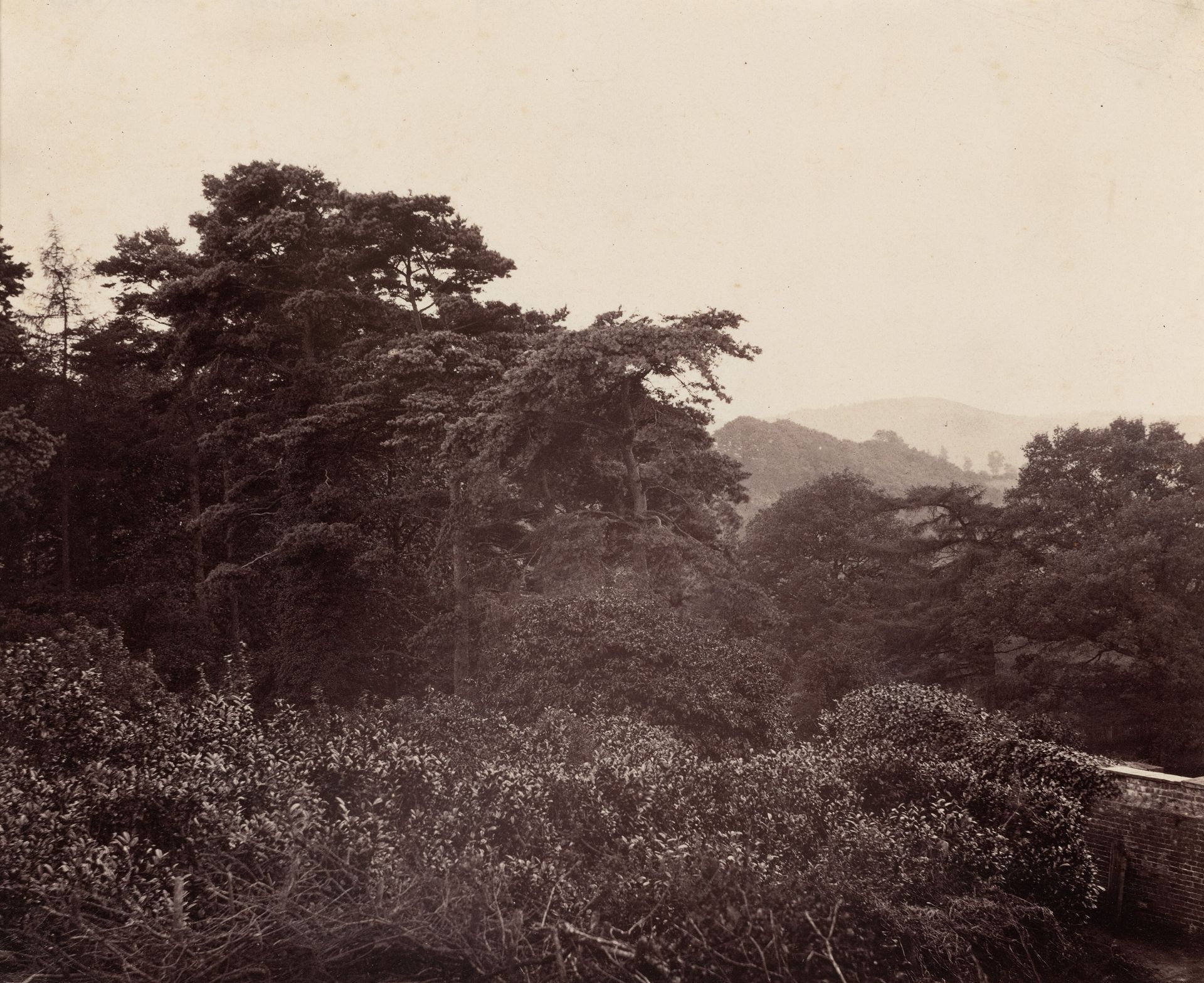 Study of Foliage by Major Francis Gresley