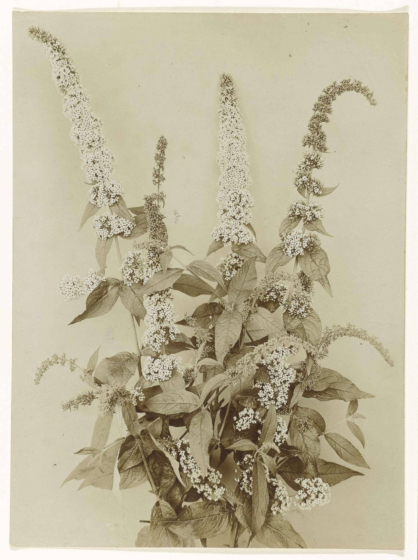 Takken van een vlinderboom by Richard Tepe