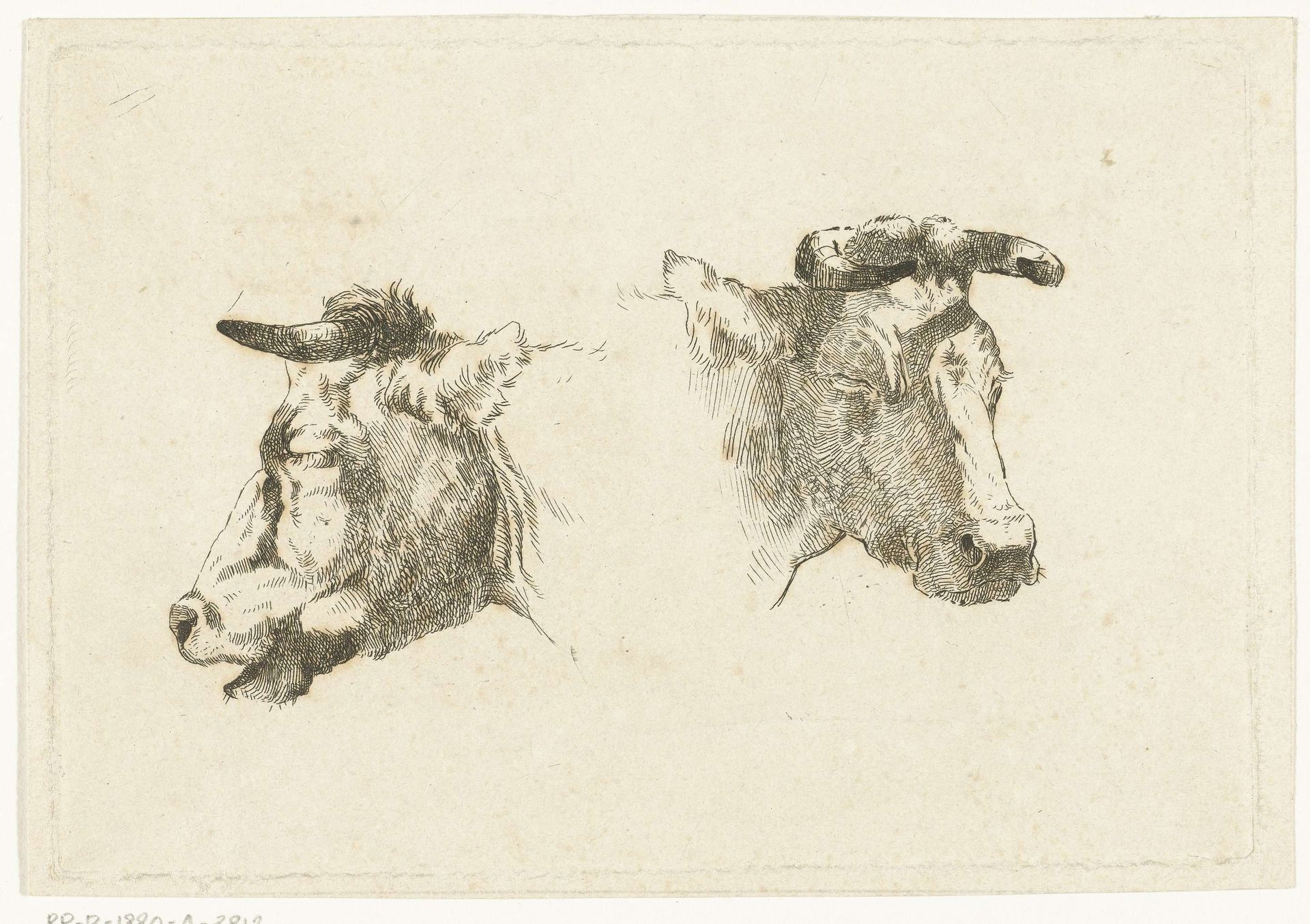 Twee hoofden van koeien by Gerard Bilders